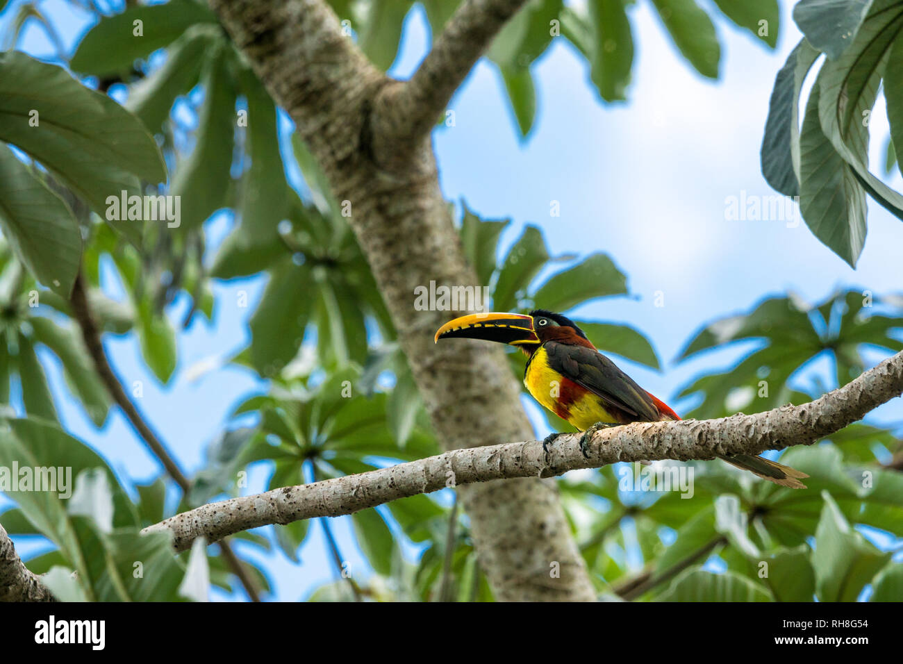 Che cosa un magnifico uccello. la mattina presto direttamente presso il Lodge in cui abbiamo alloggiato. Foto Stock