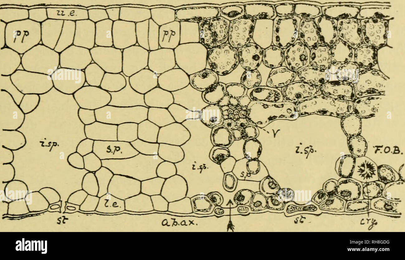 . La botanica della pianta vivente. La botanica; piante. La foglia 73 essere visto nella foglia di Aspen, o come illustrato più nel dettaglio il ligustro (Fig. 48). La superficie superiore è coperta da uno strato continuo di epidermide, composta da cellule oblunghe con la loro parete esterna ispessita e cuticu- larised, è meglio visibile in Fig. 52, p. JJ. La superficie inferiore è similmente coperto da epidermide, ma la continuità delle sue cellule è qui e là interrotta da pori (stomata), che consentono la comunicazione tra l'aria esterna e gli spazi intercellulari all'interno. Tra questi due strati epidermici giace il tessuto del meso Foto Stock