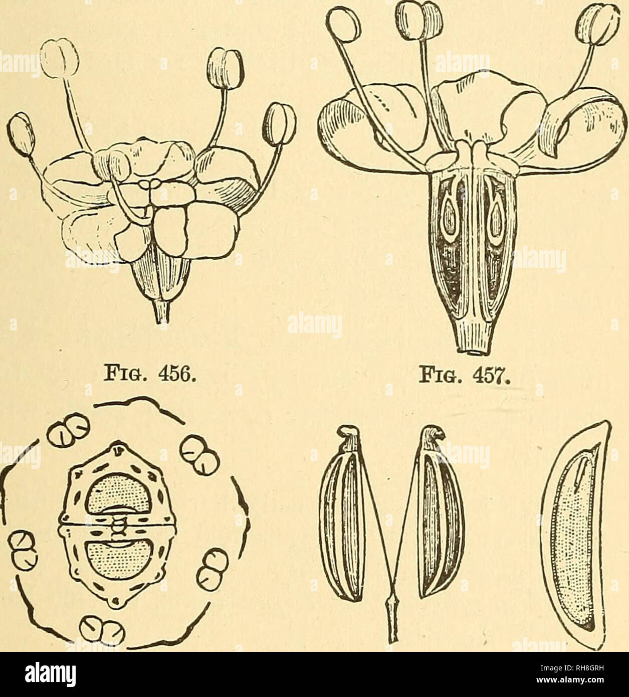 . La botanica per licei e collegi. La botanica. UMBELLALES. .19 - Illustrazioni di Fceniculum yulgaeb. Tutti i. Magniplbd. Stati Uniti, è duro e a grana fine, e a volte è usato come un sub- stitute per legno di bosso. Il legno di JSfyssa multiflora, la gomma aspro, Tupelo, o Peppridge tree della parte orientale degli Stati Uniti, è estremamente difficile da Spalato, ed è molto utilizzato per la realizzazione di mozzi per ruote di carri. Ordine Araliacese.-arbusti o alberi, raramente le erbe aromatiche, con prevalenza di al- ternate composto lascia ; frutto di solito una bacca o drupa. Specie 340, prevalentemente tropicale. Alcune delle specie di ^r"^io" ornamentali-e. Foto Stock