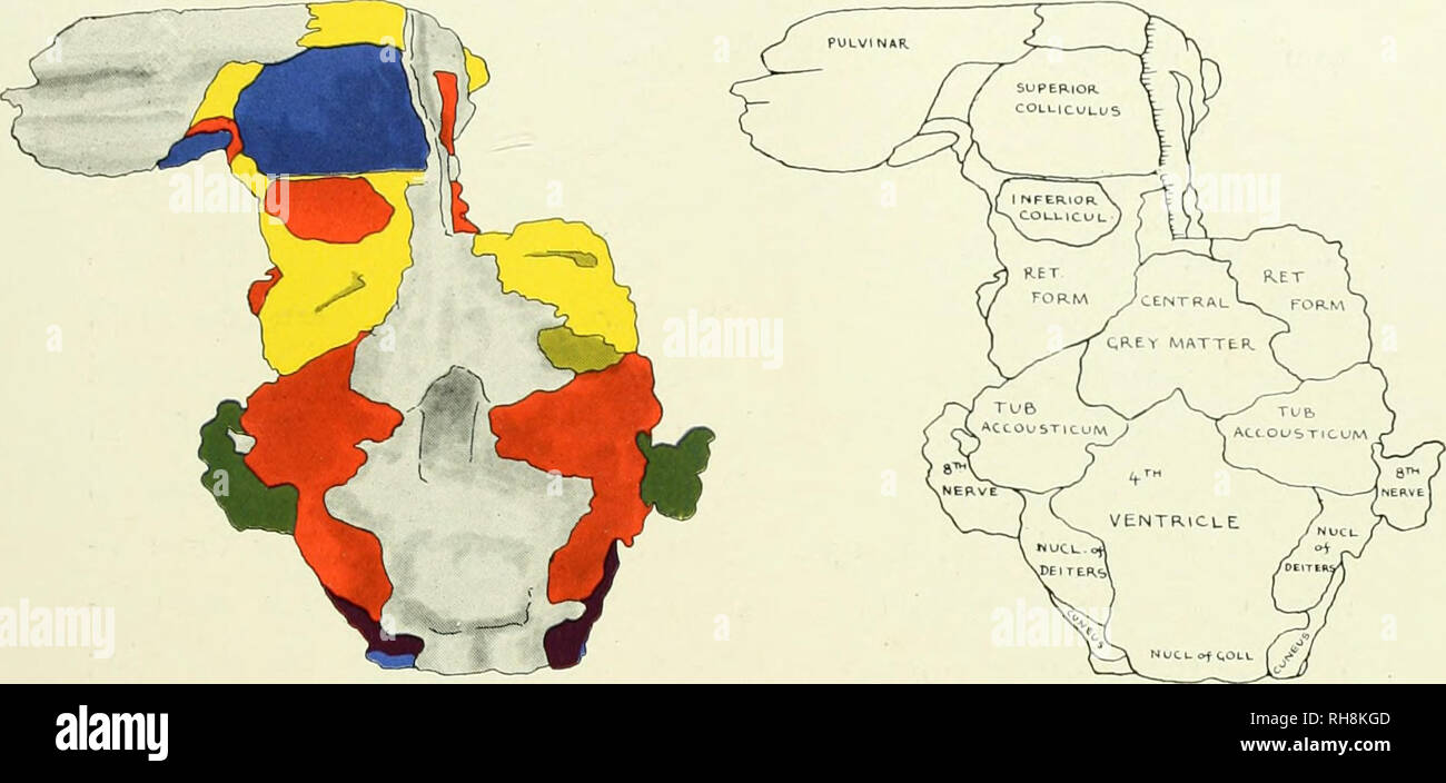 . Il cervello di scimmia all uomo; un contributo allo studio dell'evoluzione e sviluppo del cervello umano. Il cervello; evoluzione; Pongidae. La ricostruzione di H LOBATES HOOLOCK 451 sviluppo diventa più esteso fino a quando si investe completamente il pyram- idal tratto, formando così superficiale e gli strati profondi del pontile nucleo. Lo strato superficiale è convessa in contorno, corrispondente a. FIG. 214. Superficie dorsale della materia grigia del tronco cerebrale, HYLOBATES HOOLOCK. Tasto su diagramma, inferiore collicul., inferiore Colliculus; nucl. di deiters, nucleo di Deiters; nucl. di Goll, nucleo di GoII; Foto Stock