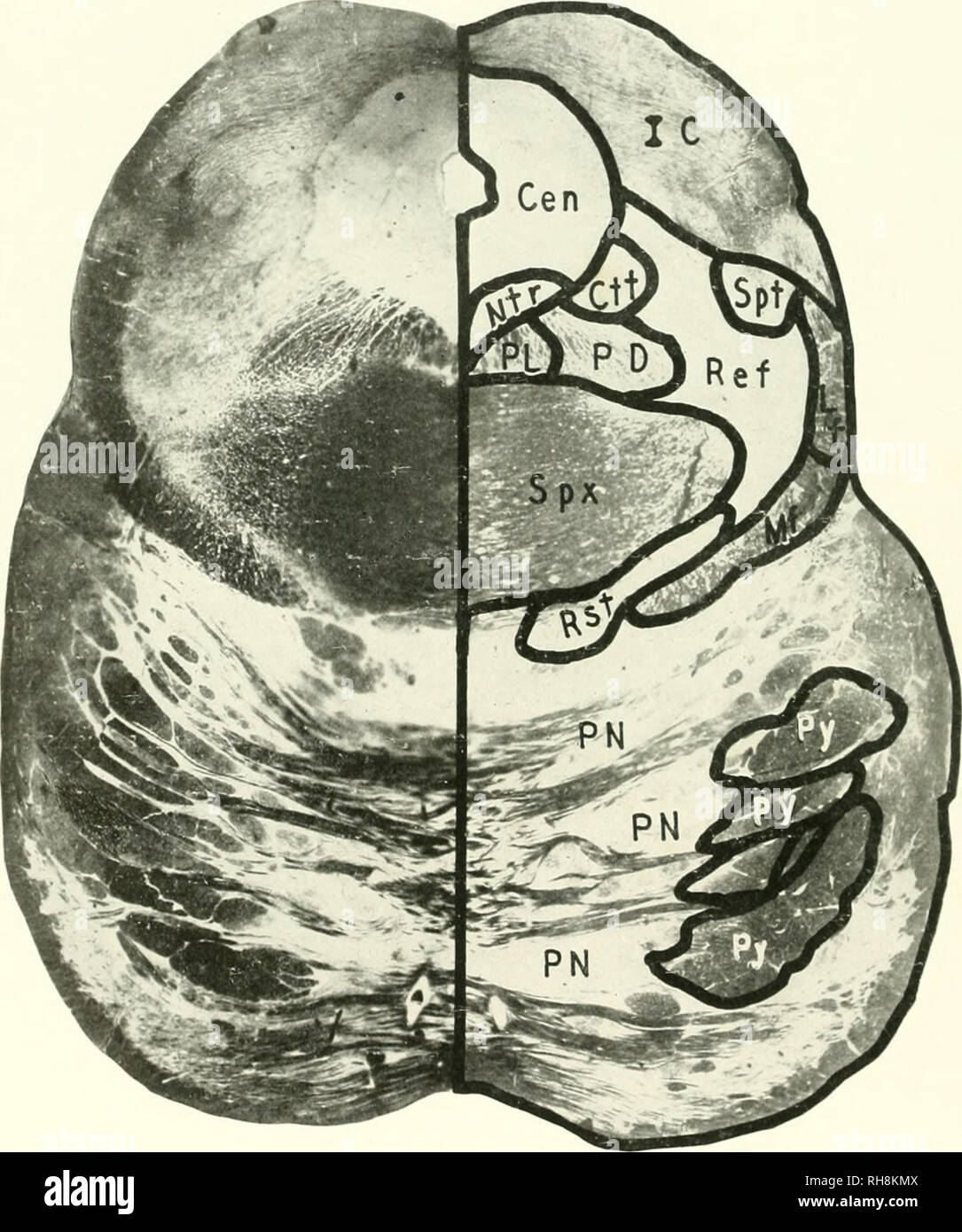 . Il cervello di scimmia all uomo; un contributo allo studio dell'evoluzione e sviluppo del cervello umano. Il cervello; evoluzione; Pongidae. FIG. 352. L'uomo. Livello dell'IM COLLICULUS LKIOK. CEN, CiTitral Mattt grigio-r; ctt, Centrale tratto Tegmental; ic, inferiore C^illieulus; lf, filetto laterale; Ml", filetto mediale; ntk, Trocleare nucleo; mi piacerebbe, Bundle Prcdorsal; pl. Longitudinale posteriore Fasciculus; i&GT;. Pontile nuclei; i&GT;v. Piramide; rif. Formazione Reticolare; RST. Tratto Rubrospinal; si&GT;T, tratto Spinothalamic; SPX, attraversamento del Superiore Ccrelnllar peduncolo. [Adesione Man. Sezione C5 Foto Stock