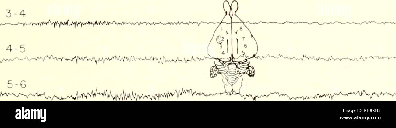 . Meccanismi cerebrali e apprendimento, un simposio. Psicofisiologia; apprendimento, psicologia del. Fig. 2 Caratteristiche del dipendente niirnir focus, hi l'inchiostro-scritto la tastatura superiore di due canali di registrare il fuoco primario e la parte inferiore di due canali che la messa a fuoco dello specchio. Il cloruro di etile lesione è indicata dal tratteggio incrociato. Calibrazione: lOO microvolts e i secondi. In oscillographic tracing il canale superiore registra la regione primaria e quella inferiore per la regione secondaria. Calibrazione: loo msec. rv'--wu.A-vAJi/yf/lv'/y'fV^^''''V'^^ 2-3 &gt;.-wvV'YÂ¥^^V1J^yi^^WHVVfv^^. ,;-Wvv-^-A^-^^^''^'MWâ Foto Stock