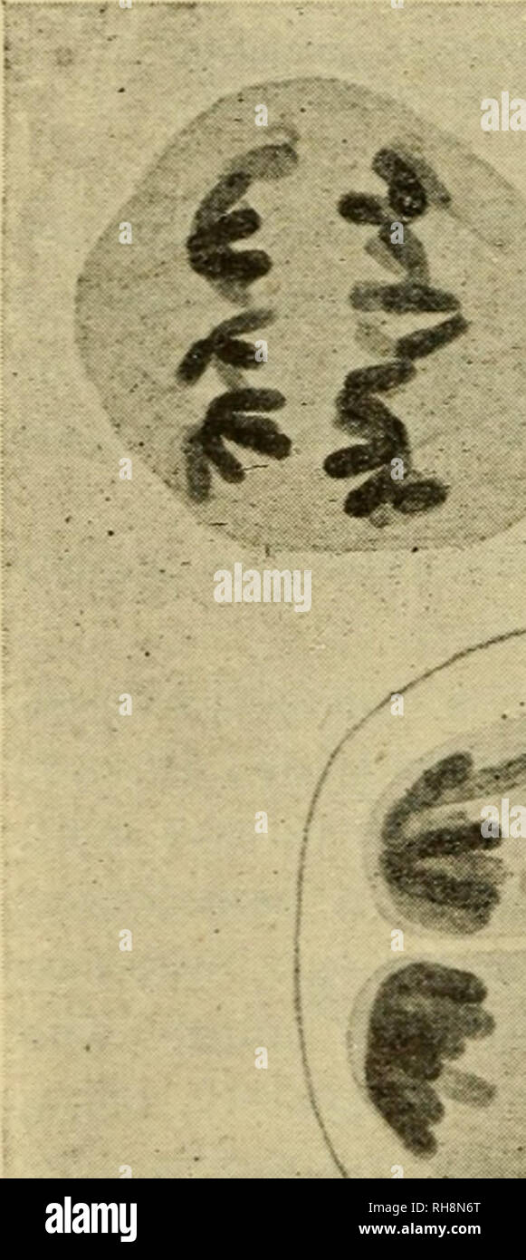 . La botanica della pianta vivente. La botanica; piante. 566 botanica della pianta vivente Telophase. Durante l'ottava e ultima tappa della prima divisione {primo telophase, Fig. 432, 7) due nuclei figlie sono formate e passano in una breve fase di riposo {interfase). Divisione Homotype. Una seconda divisione segue rapidamente in cui il centromeres ora divisa ; di conseguenza il processo assomiglia molto a un normale mitosi, la cromoterapia- alcuni-metà che passa per i poli opposti e quindi in diverse tetraspores (Fig. 432, 8-10). I punti ancora in sospeso della meiosi sono : (1) coinvolge due divisioni nucleari con onl Foto Stock
