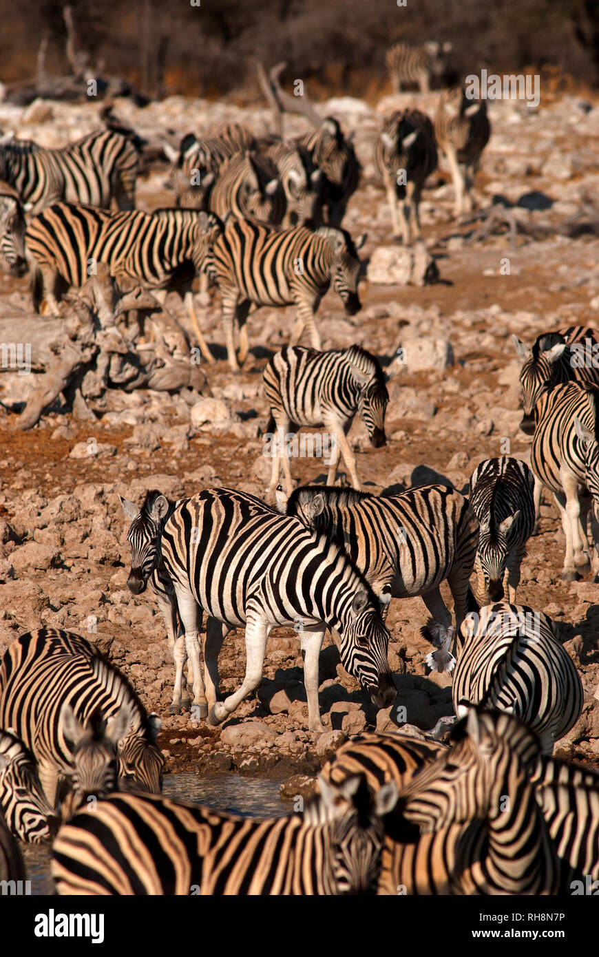 Zebre a Okaukuejo Waterhole, il Parco Nazionale di Etosha, Namibia Foto Stock