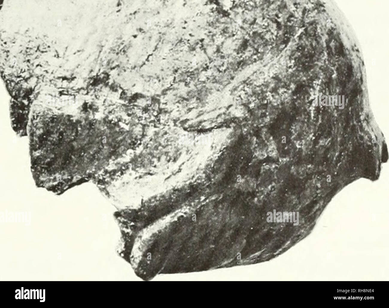 . Il cervello umano in evoluzione. Evoluzione umana; il cervello; ominide fossile. £. Figura 28: vista laterale di calvaria di Homo erectus VII da Sangiran, Indo- nesia. Questo è uno dei la più recente scoperta di Homo erectus artificiale del cranio da Indonesia e dispone di un totale stimato da craniale della capacità di circa 915 c.c. di nese H. erectus, i limiti della popolazione sarebbe così impostata a 592 a 1126 c.c, sulla base di 3 S.D.s al di sopra e al di sotto della media campionaria.* Il mio Indonesian H. erectus serie differisce da quello compilato da Ashton (1950). Egli ha incluso il 6 Ngandong artificiale del cranio sotto "Pithecantliropus pe- kinensis" di whi Foto Stock