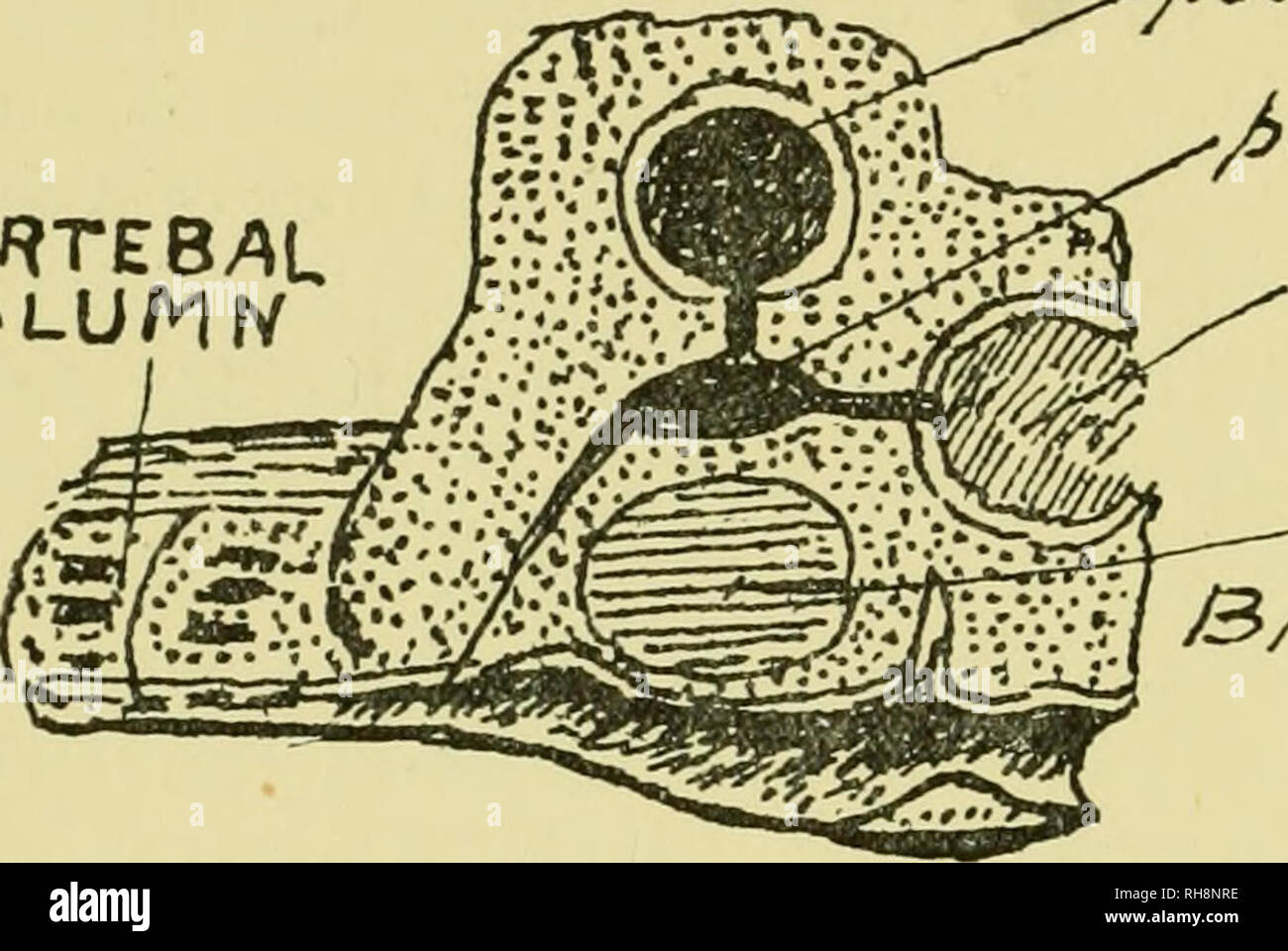 . Il cervello e il corpo del pesce; uno studio del pattern del cervello in relazione alla caccia ed alimentando in Pesci. Pesci -- anatomia; sistema nervoso -- Pesci; cervello. 54 il cervello e il corpo del pesce della membrana timpanica, come trovato nei vertebrati liigher ; ciò consente al fluido incomprimibile nella cavità a vibrare. Si deve intendere che la parete membranosa dell'saccule risiede nella cavità centrale del labirinto osseo dell'orecchio, noto come le vesti- bule ; in aringhe un appendice del vestibolo incontra l'anteriore sferica vescicola aria, che ci deve fornire una breve descrizione e viene a stretto contatto con essa. Th Foto Stock