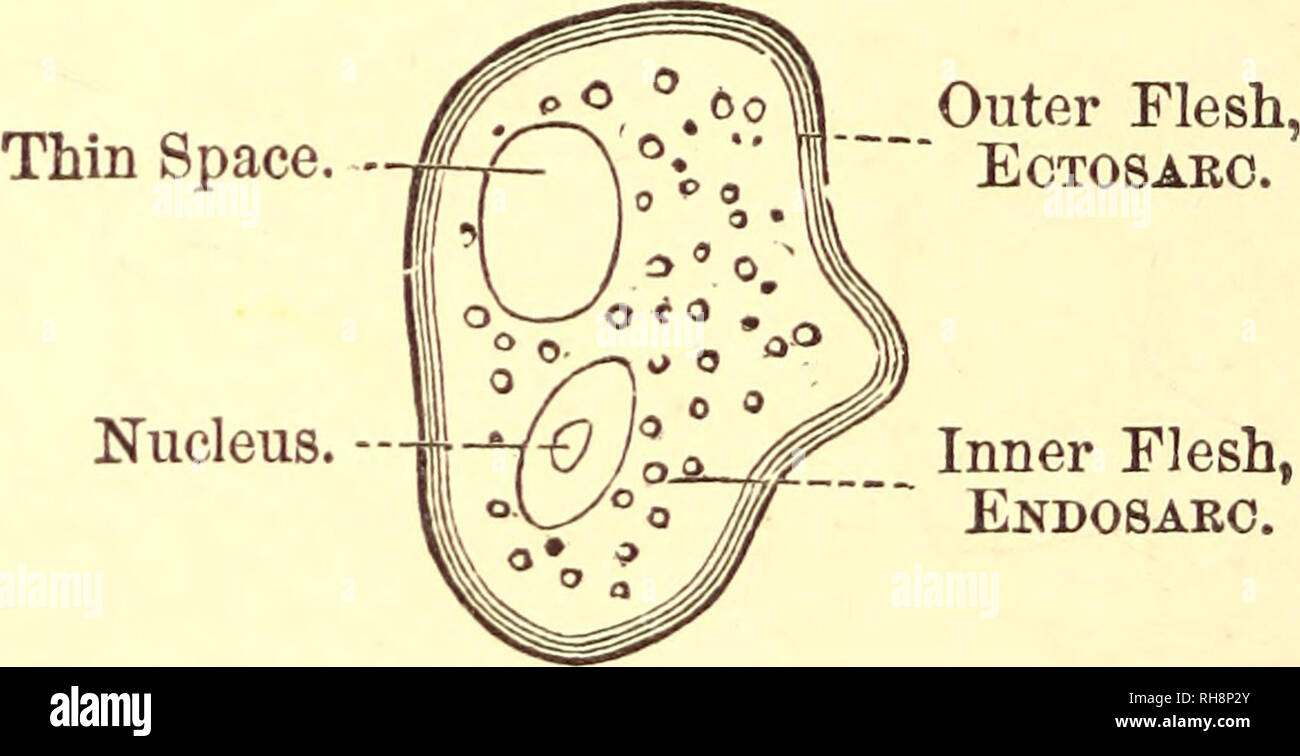 . Ragazzi e ragazze in biologia : oppure semplici studi di forme di vita inferiore. Biologia. 70 ragazzi e ragazze in biologia. In primo luogo, all'esterno, è possibile vedere un chiaro aspetto vetroso rim; all'interno di questa è più spessa e più cupo anello, riempito con granuli, o grani piccoli (Fig. 67). Il centro della cella è abbastanza chiaro e contiene un vacuolo, o spazio sottile, come quello che si è visto nell'torula. Il bordo esterno è chiamato il ectosarc, il che significa che la carne esterna; l'interno è il endosarc, o carne interna (Fig. 67). In chiaro di carne esterna o ectosarc, troverete il kernel o nucleo, una forma tondeggiante, solido-l Foto Stock
