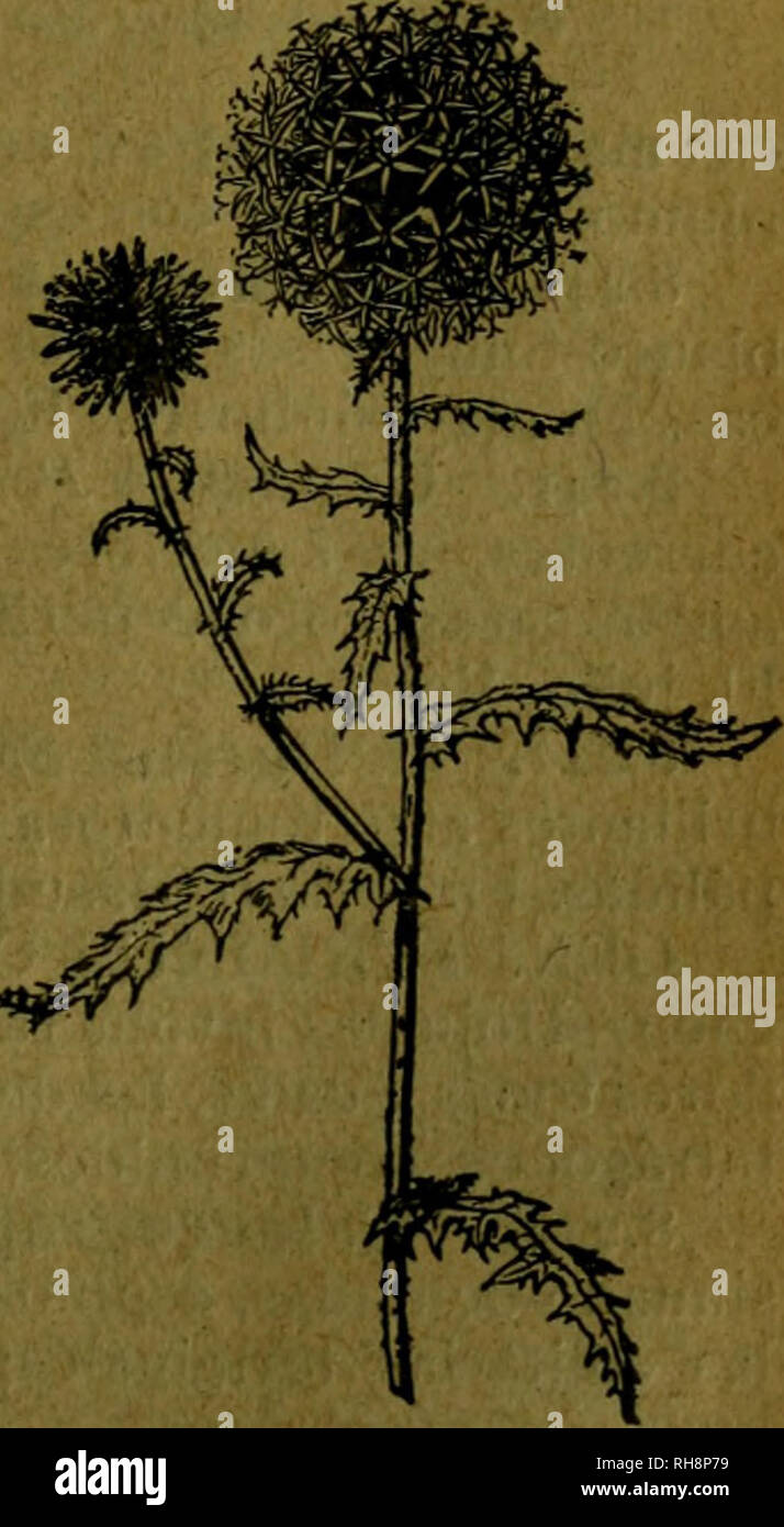 . Botánica descriptiva. Compendio de la flora española. Estudio de las plantas que viven espontáneamente en España y de las más frecuentemente cultivadas que tienen aplicaciones en medicina, agricultura, industria y horticultura. Piante. ECHINOPS 381 B. Receptáculo pajoso Anteras apendiculadBS , Tribu 14.^^ Buftalmeas. Hojas opuestas o cabezuelas muy grandes Tribu 75.^ Helianieas. .) Di Ni hojas opuestas ni cabeço- Anteras no apen- diculadas zueías muy grandes Tribu 16.^ Antemideas. Subfamilia 3.^: Labiatifloras (todas exóticas) Subfamilia 4.*: Ligülifloras A. Hojas con dientes espinosos Tribu 17^ Foto Stock