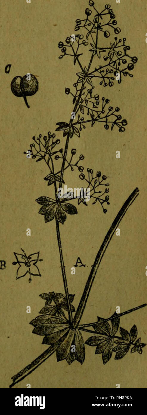 . Botánica descriptiva. Compendio de la flora española. Estudio de las plantas que viven espontáneamente en España y de las más frecuentemente cultivadas que tienen aplicaciones en medicina, agricultura, industria y horticultura. Piante. 359 verticilo cada, lanceoladas, con bordes revueltos, brillantes; brácteas íalci- forme, con mucrón largo; flores amarillas, en glomérulos casi globosos. Fl. mayo-julio. S. de Andalucía, 8.079. G. vindiflorum B. et R.-^. Con pelos rígidos; tallos débiles tre- padores, de 8-10"; hojas grandes, elípticas, mucronadas, lampiñas por el haz, en verticilos de 6; co Foto Stock