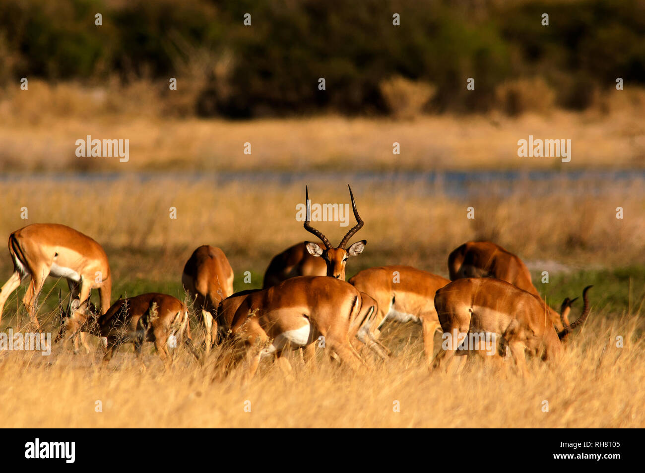 Impala allevamento su open savana del Moremi Game Reserve, Botswana Foto Stock