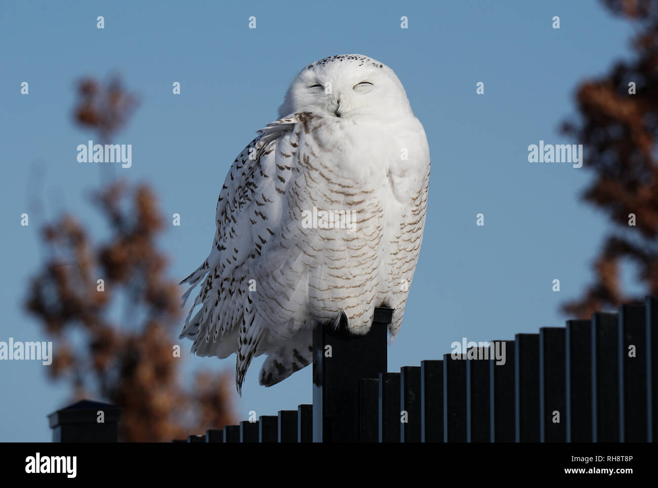 Quebec, Canada,25Gennaio,2019.civetta delle nevi in appoggio sulla recinzione in acciaio in inverno.Credit:Mario Beauregard/Alamy Live News Foto Stock