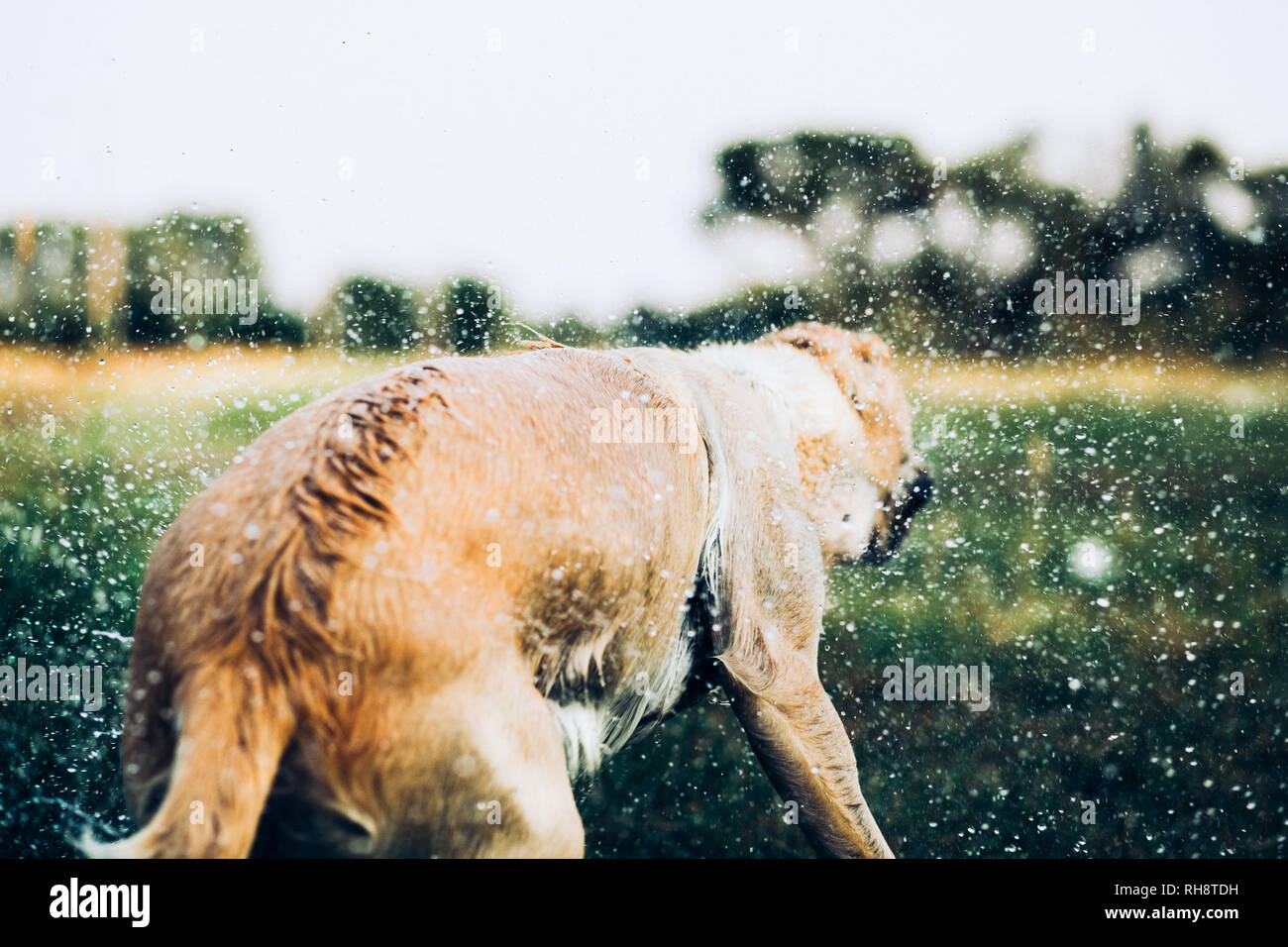 Cane bagnato scuotimento e spruzzi d'acqua scende tutto Foto Stock