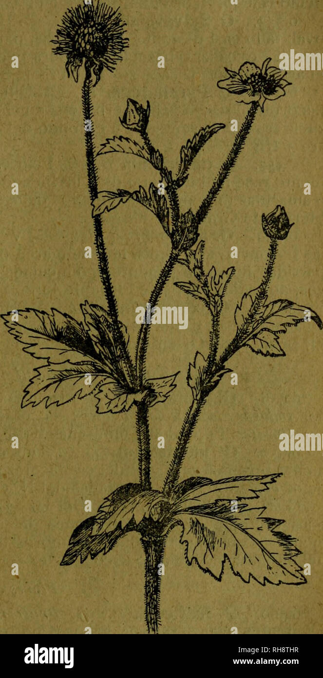 . Botánica descriptiva. Compendio de la flora española. Estudio de las plantas que viven espontáneamente en España y de las más frecuentemente cultivadas que tienen aplicaciones en medicina, agricultura, industria y horticultura. Piante. mentó suave de sus pecíolos, pedúnculos y hojas; moras pequeñas, globo- sas, negras, con muchos granitos pequeños. Fl. mayo julio. N., Centro, NE. y algo del S. 6.346. R. hirtus IV. g¿ N.-^. Hojas verdes por el haz, algo tomentosas por el envés; brotes, pecíolos pedúnculos y muy pubescentes y se- doso glandulosos. Fl. junio-julio. Cataluña. 6.347. R. minutiflo Foto Stock