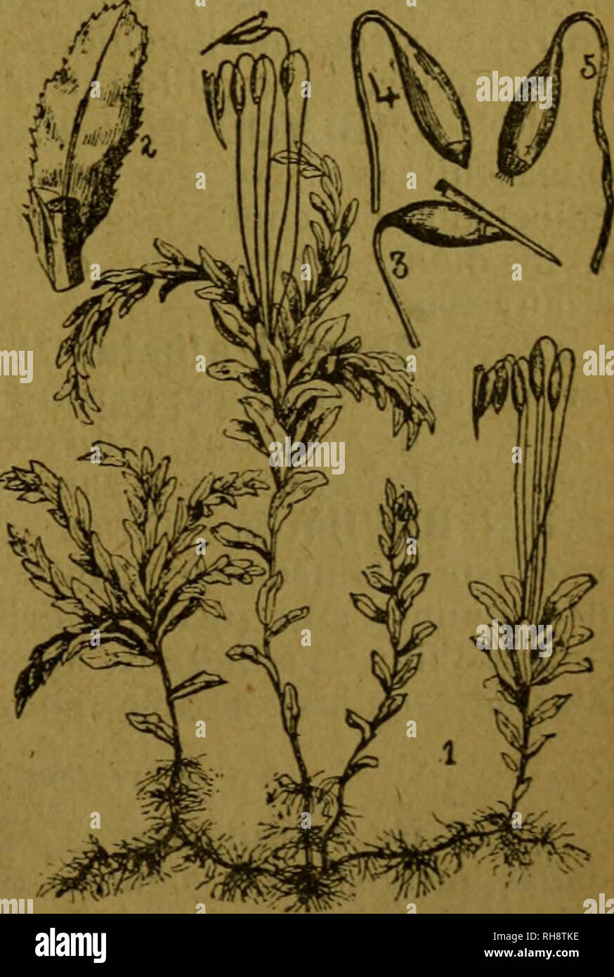 . Botánica descriptiva. Compendio de la flora española. Estudio de las plantas que viven espontáneamente en España y de las más frecuentemente cultivadas que tienen aplicaciones en medicina, agricultura, industria y horticultura. Piante. l'ig. 186.-Mnium cuspidatunt^ planta esporogonio y peristoina aumentados. inclinado, con cuello corto; anillo estrecho; peristoma externo con 16 dientes lanceola- dos y el interno membranoso, coronado por 16 apéndices agujereados por grandes aber- turas y 32 ó 48 pelos; cofia acapuchonada. 2.582. Mn. cuspidatum Hedw. (Fig. 185). Hojas ovales oblongas, apiculad Foto Stock
