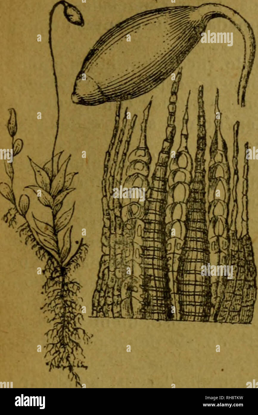 . Botánica descriptiva. Compendio de la flora española. Estudio de las plantas que viven espontáneamente en España y de las más frecuentemente cultivadas que tienen aplicaciones en medicina, agricultura, industria y horticultura. Piante. 5^5. l'ig. 186.-Mnium cuspidatunt^ planta esporogonio y peristoina aumentados. inclinado, con cuello corto; anillo estrecho; peristoma externo con 16 dientes lanceola- dos y el interno membranoso, coronado por 16 apéndices agujereados por grandes aber- turas y 32 ó 48 pelos; cofia acapuchonada. 2.582. Mn. cuspidatum Hedw. (Fig. 185). Hojas ovales oblongas, api Foto Stock