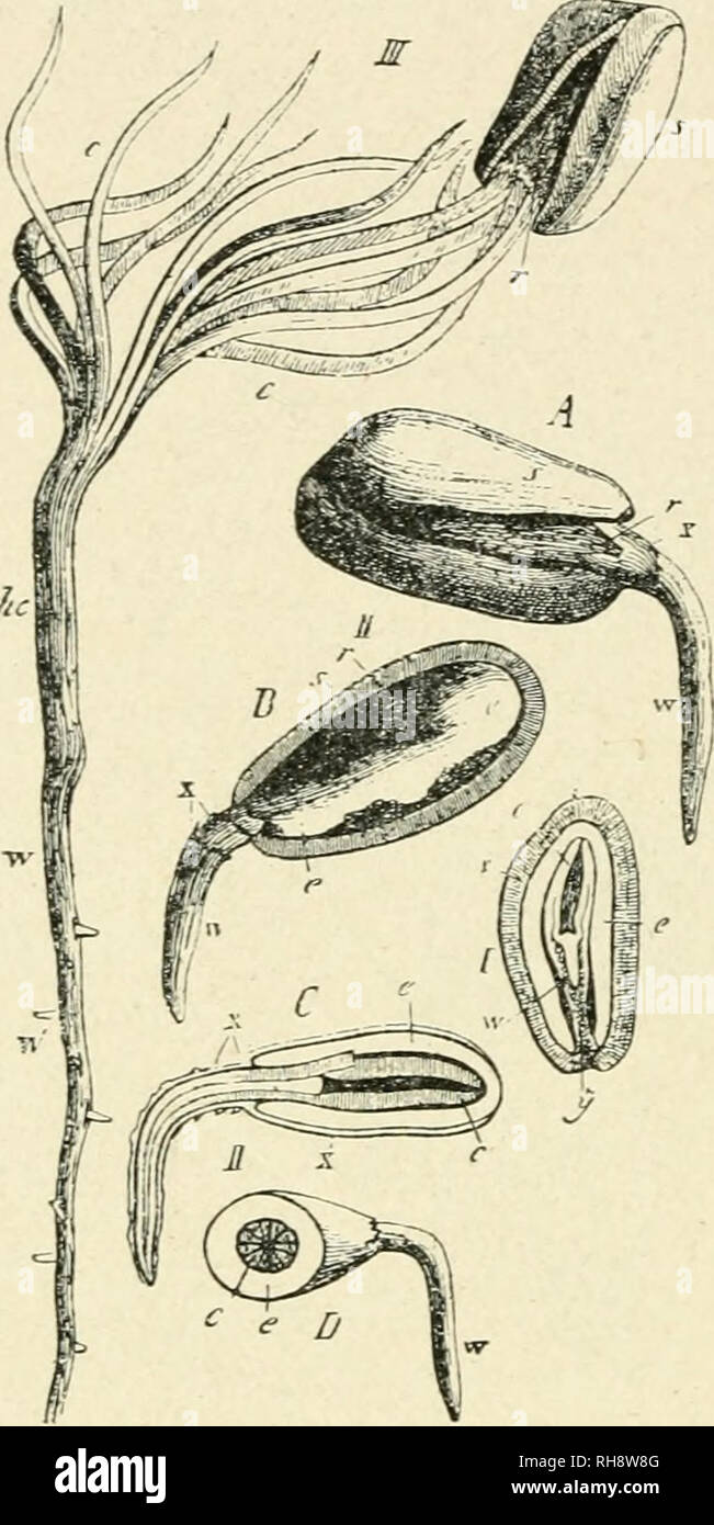 . La botanica della pianta vivente. La botanica. 314 botanica della pianta vivente spento e i cotiledoni espandere la rotonda plumule centrale (Fig. 256, III). Così la piantina viene stabilita. Confrontando le due divisioni della sostanziale Seed-Plants simi- larity è visto nei principali fatti della forma, la struttura e la fisiologia. Ma ci sono molti dettagli che supportano la storia geologica di gimnosperme in mostra che essi sono relativamente primitiva tra di sementi di piante del cuscinetto. Questo si vede nella loro minore grado di differenziazione vegetativa, e loro meno facile adattabilità all'ambiente circostante, che dà t Foto Stock