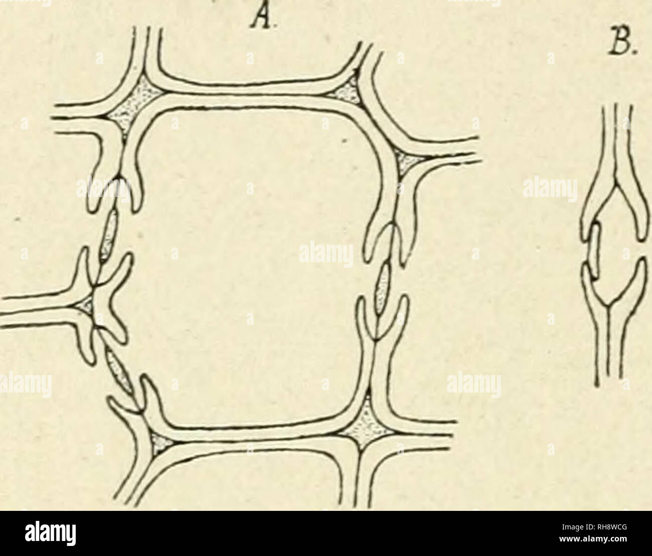 . La botanica della pianta vivente. La botanica. 3o6 botanica della pianta vivente file radiali, non disturbata come il legno di dicotiledoni, facendo scorrere la crescita o la disparità di sviluppo delle singole celle. Il legno è di conseguenza anche la texture visto in " la trattativa." Il tracheides sono lignified, e le loro pareti radiali sono contrassegnati dalla circolare delimitato box. La fossa delimitata che è trovato idespread in trachee di piante vascolari, si vede nella perfezione in legno di conifere. Il pit proviene da una zona circolare della parete che rimane sottile, mentre il resto della parete si addensa. Ma il thi Foto Stock