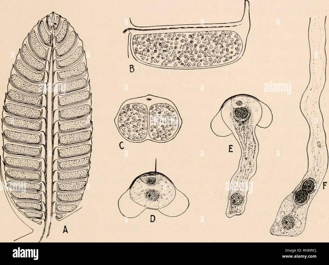 . La botanica; principi e problemi. La botanica. Lo sperma di un VTA TOPII 347 struttura (la stigmatizzazione) che si trova nelle vicinanze. Poiché le cellule uovo sono sepolti nel tessuto nuccllar, è evidente che i gameti maschili non può avvicinarsi a loro direttamente, come nelle piante inferiori e di una nuova struttura è stata di conseguenza sviluppato che li convoglia verso l'uovo. Questo è il polline-tubo. Esso deriva dal polline di grano come una sottile, a parete sottile e proiezione in essa il contenuto del gi'ain passa, guidato dal tubo-nucleo.. Fig. 218.-sviluppo del gametofito maschile in una di gimnosperme (pino). Una sezione longitudinale d Foto Stock