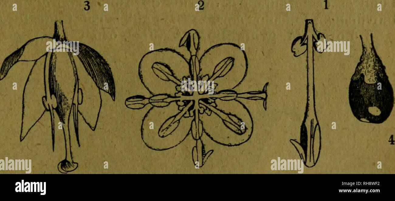 . BotÃ¡nica descriptiva. Compendio de la flora espaÃ±ola. Estudio de las plantas que viven espontÃ¡neamente en EspaÃ±un y de las mÃ¡s frecuentemente cultivadas que tienen aplicaciones en medicina, agricultura, industria y horticultura. Piante. Fig. 621.âDiagrama de Cinna motnun. 622. Â Diagrama flor masculina de Laurus, Fig. 623.--dia- grama de flor femenina LauruÃ-, de van hacia arriba. Pistilo de onu carpelo solista uniovulado cerrado (F= 3S -[-3P + 3E -)- 3e 4- 3E + 3E' -f ICc). Fruto baya monosperma (Laurus, persea, Cinnamomum), rara vez aquenio {CassHhd). Semillas peccato albume con em- briÃ³n ri Foto Stock