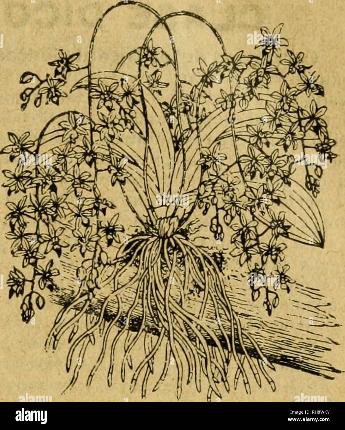 . Botánica descriptiva. Compendio de la flora española. Estudio de las plantas que viven espontáneamente en España y de las más frecuentemente cultivadas que tienen aplicaciones en medicina, agricultura, industria y horticultura. Piante. CyPRIPEDIL STO 207 Tribu 3.^: Vandeas GEN. PHALyENOPSlS BL. (Del gr. phalaina, unà mariposa, y opsis, semejanza.)-Flores grandes, con sé- palos pa*^entes; pétalos más anchos y labelo con los lóbulos laterales ergui- dos, y el mediano estrecho y termi- nado por filamentos 2. *3-999. Ph. rpsea Lindl. (Figu- ra 349.)-^. Hojas lanceolado oblon- gas, grandes anchas y Foto Stock