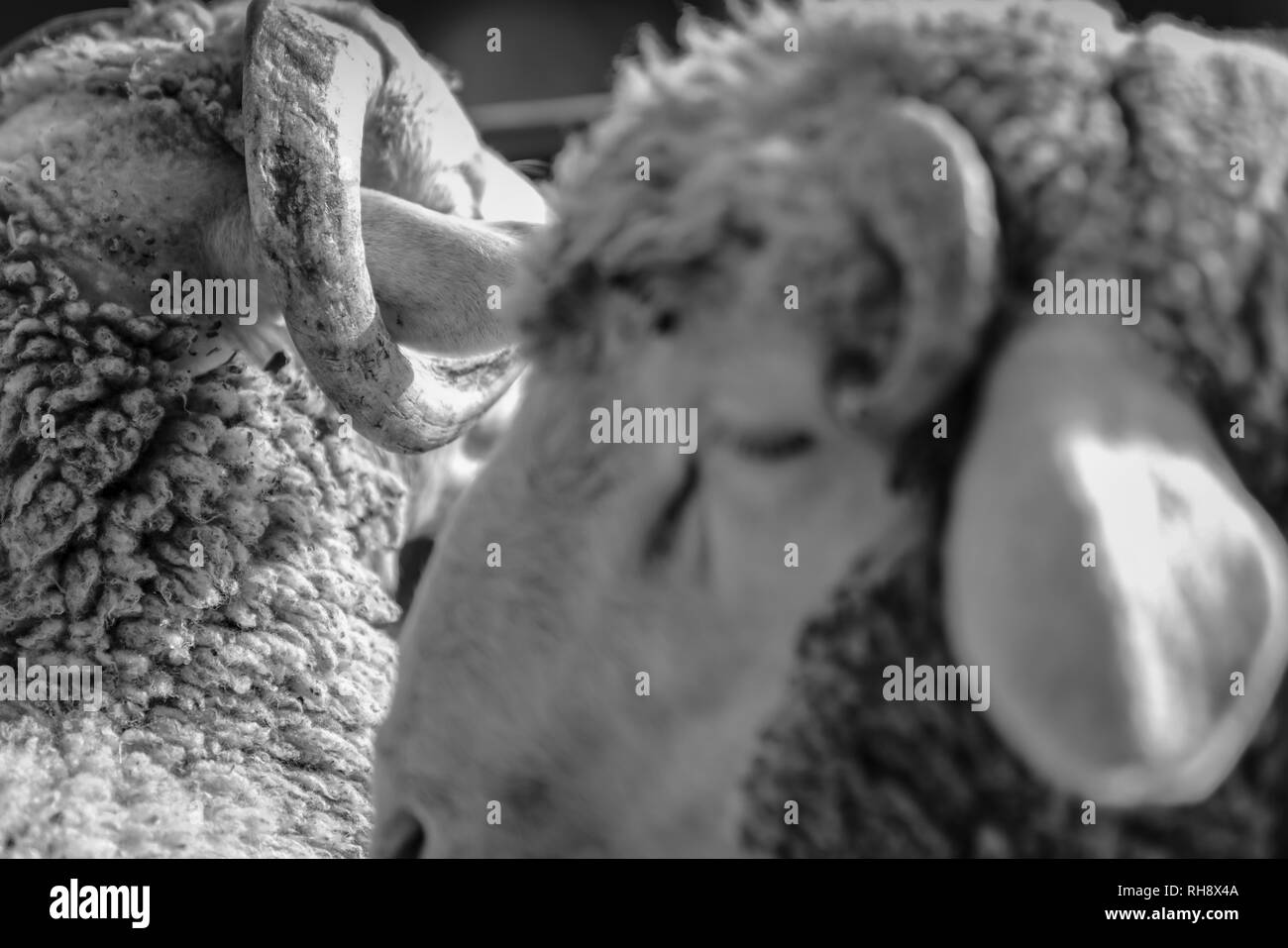 Messa a fuoco selettiva di close-up verticale di due pecore con corno centrale in Turchia e in bianco e nero. Foto Stock