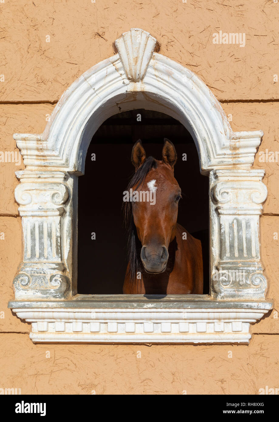 Arabian Horse nella sua casella riposo nel prigioniero Alhazm, provincia di Najran, Khubash, Arabia Saudita Foto Stock