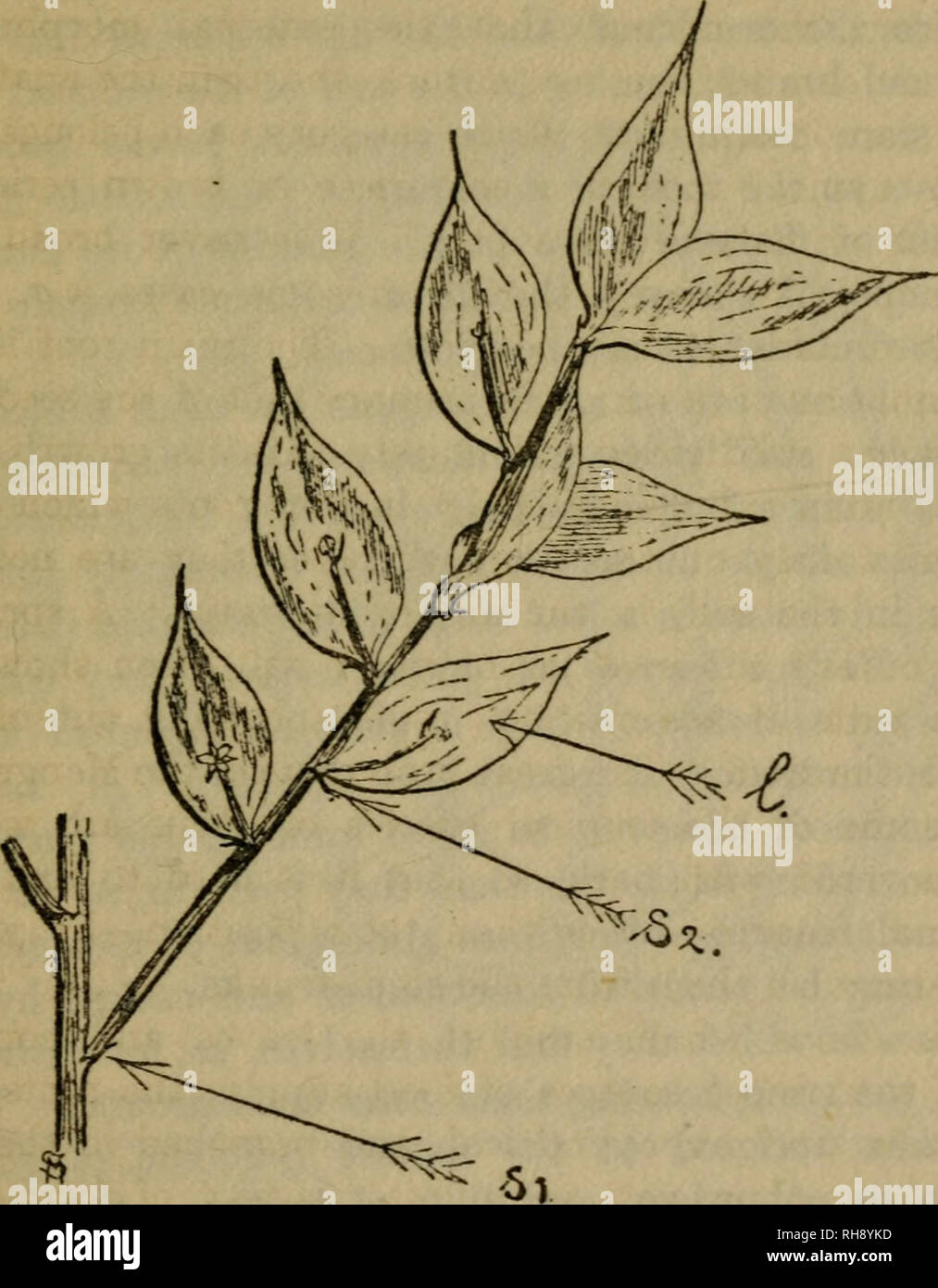 . La botanica; o il moderno studio delle piante. Piante. Morfologia 13 numero di steli sono generalmente verde quando sono giovani e come essi età hanno messo su un rivestimento di spessore e di corteccia di sughero al di fuori della loro crescita di woody. Ci sono steli,. Flo. 1.-parte di un ramoscello di Ruscvs (il Pungitopo) mostra la foglia come rami modificati I, che sono attaccati 10 steli normale. Al di sotto di ciascuna si vede la scala-come realleaf, *2, nel cui axils i rami derivano. Scale simili, si, sottendono rami ordinario, ma che non hanno mai l'aspetto del vero steli, ma che simulano le foglie. Forse il più noto exa Foto Stock