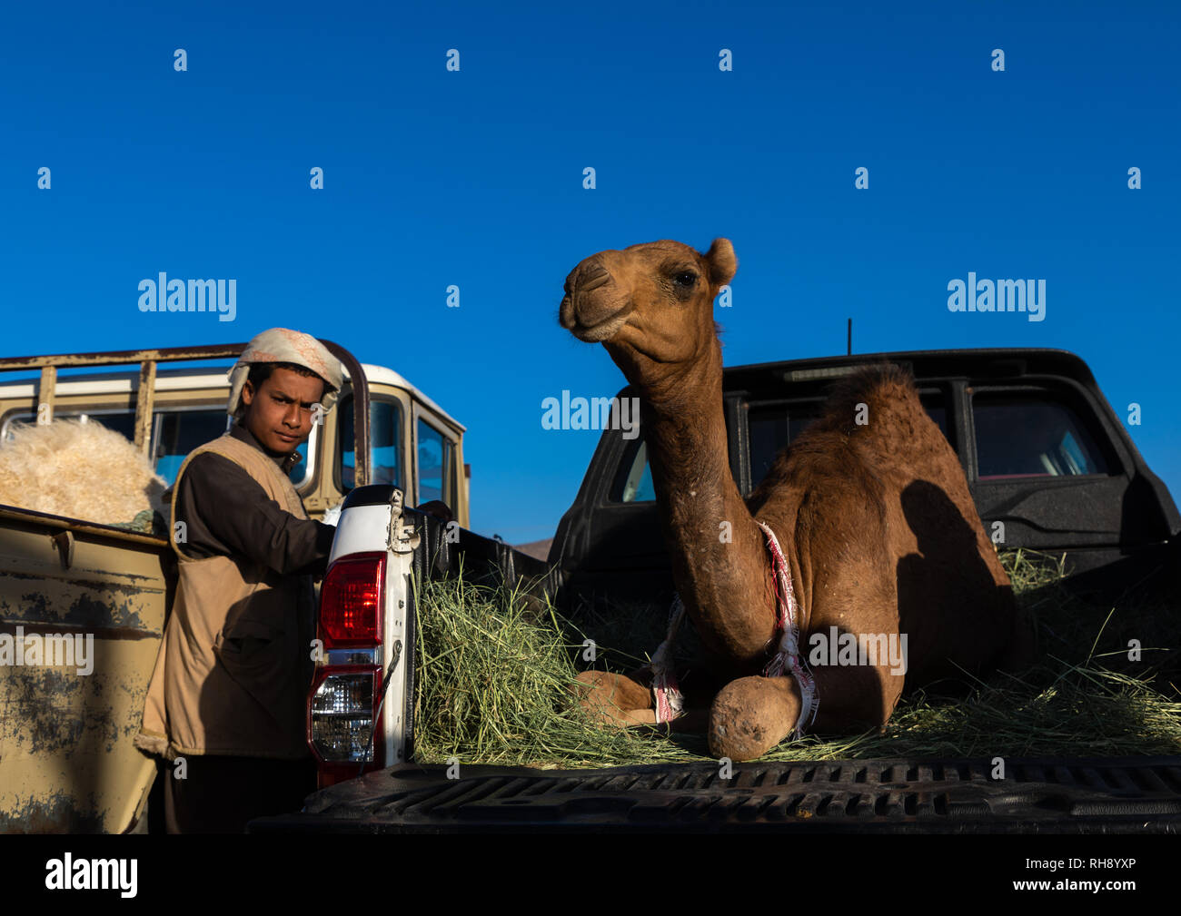 Arabia giovane nel mercato di cammelli, Najran provincia Najran, Arabia Saudita Foto Stock