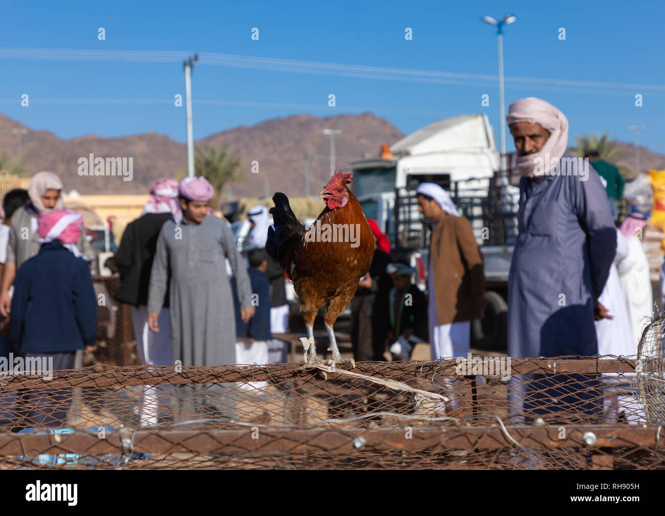 Popolo saudita nell'uccello e mercato del pollame, Najran provincia Najran, Arabia Saudita Foto Stock