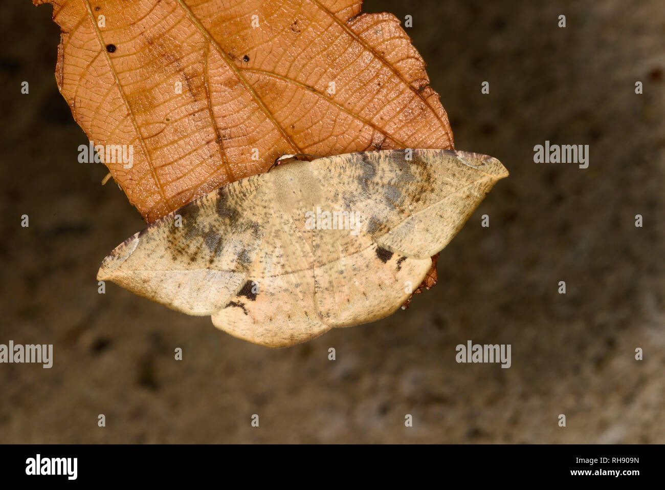 Costa Rica Tarma (Oxydia specie) adulto a riposo sulla foglia morta, foglia morta imitare,Turrialba, Costa Rica, Ottobre Foto Stock