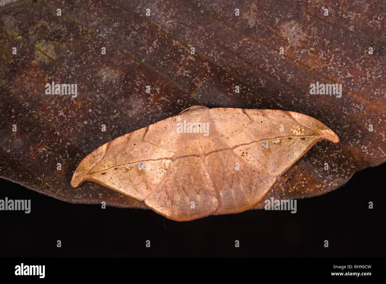 Costa Rica Tarma (Oxydia platypterata) adulto a riposo sulla foglia morta, foglia morta imitare,Turrialba, Costa Rica, Ottobre Foto Stock