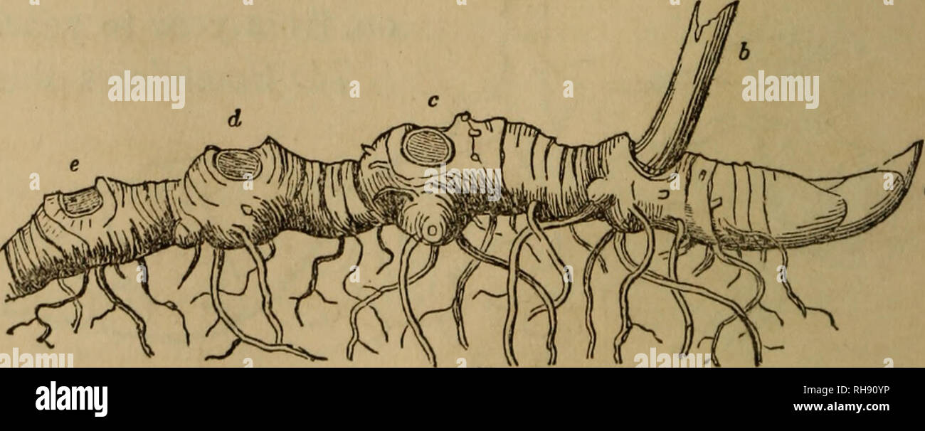 . La botanica per giovani e scuole comuni. La botanica. 63 Salomone-guarnizione. Si prega di notare che queste immagini vengono estratte dalla pagina sottoposta a scansione di immagini che possono essere state migliorate digitalmente per la leggibilità - Colorazione e aspetto di queste illustrazioni potrebbero non perfettamente assomigliano al lavoro originale. Grigio, Asa, 1810-1888. New York,, Ivison Phinney, Blakeman &AMP; co. ; Chicago, S. C. Griggs &AMP; co. Foto Stock