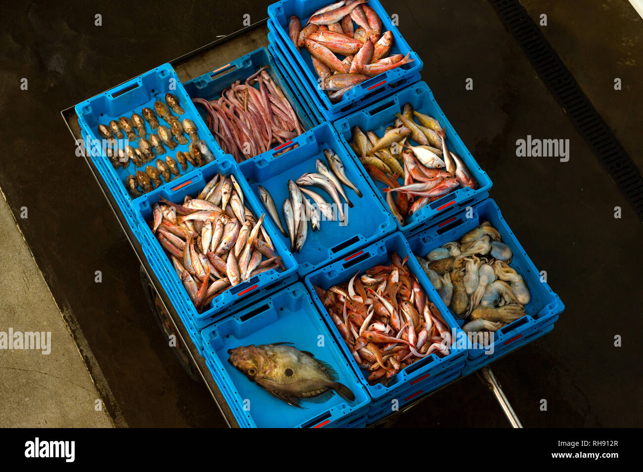 Blu di contenitori in plastica con la cattura di pesce di mare, gamberetti, polipi, calamari e delicatezze di mare. Asta del pesce per i grossisti e i ristoranti. Hangar per il magazzinaggio e la vendita di piatti a base di frutti di mare. Blanes spagna Costa Brava Foto Stock