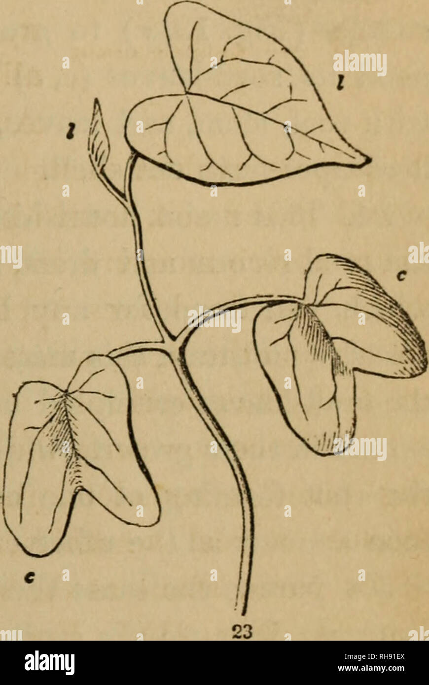 . La botanica per giovani e scuole comuni. La botanica. In che modo le piante crescono dal seme. 13 81. La radice continua a crescere sotto terra e di invio di off di più e più piccoli rami o radichette, ciascuno per aggiungere qualcosa alla quantità di superficie assorbente a contatto con il suolo umido. Il piccolo gambo analogamente si allunga verso l'alto, e la coppia di foglie sul suo vertice si sviluppano più grandi. Ma questi presto la loro piena crescita; e non possiamo ancora vedere, forse, dove più arc per venire da. Ma ora un po' bud, chiamato Plumule, viene visualizzato sulla parte superiore dello stelo (Fig. 22), basta essere- tween gli steli dei due vedere Foto Stock