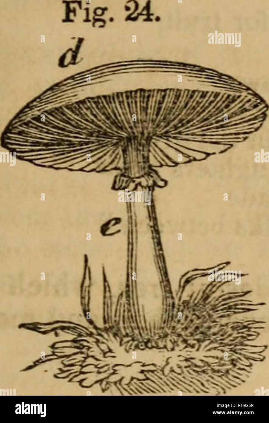 . Botanica per principianti: un'introduzione alla sig.ra Lincoln, con le sue lezioni di botanica. Piante. Ch. VII. | stelo3. 43. 159. 156. Qui è un fungo, )r Toad- uno sgabello con il cappuccio, (Fig. 24, a) elevata mediante il suo stelo o stipe (e). 157. Piante erbacee steli di solito muoiono ogni anno; in alcuni casi, quando la radice vive da più di un anno, lo stelo è un- nual, come in Tulip. 158. Fusti di legno sono composte da fibre difficili, come la quercia, ribes-bush, &amp;c. Piante con fusto legnoso sono generalmente molto più a lungo vissuto di piante erbacee. Concisa steli, come il sambuco, sono nel loro centro composto da una sostanza morbida, chiamata Foto Stock