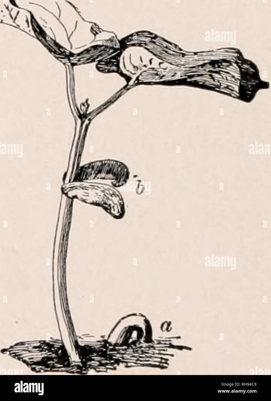 . La botanica; un testo elementare per le scuole. Piante. ^^^i^ altri a rimanere vuoto. In un giorno o due inserire una scheggia di illuminati o la conicità in ognuno di essi. Nel vaso vuoto la conicità burns: contiene ossigeno. Nel seme vaso la conicità si spegne: l'aria è stato sostituito da carbonio dioxid. Di solito vi è un percepti- ble aumento di temperatura in una massa di semi che germinano. 311. Il caulicle solitamente si allunga e dal suo inferiore 284. Il youug radici non sono in grado di guadagnare fine radici sono emessi. Il piede. allungandosi caulicle è noto come H3T)ocotyl ("al di sotto dei cotiledoni"). Che è, il hypocot Foto Stock