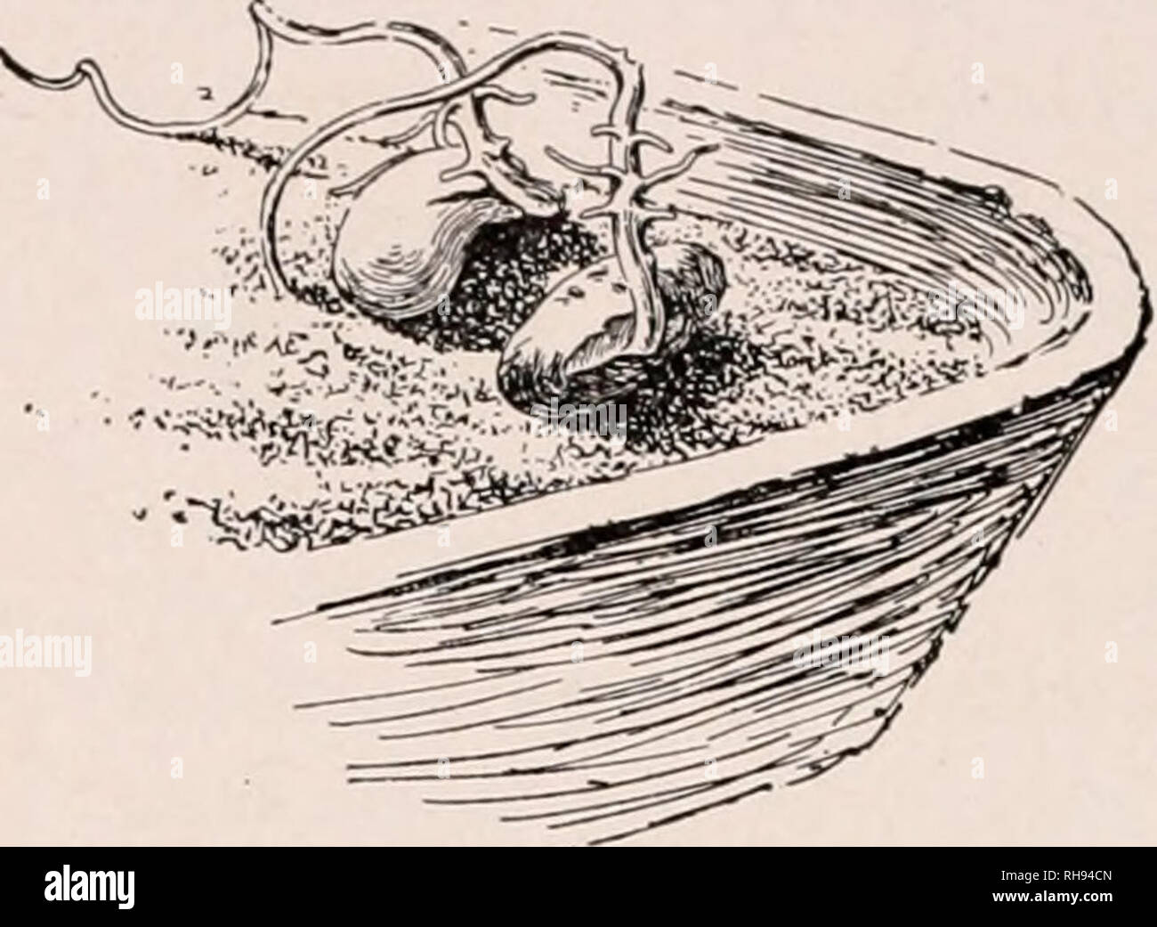 . La botanica; un testo elementare per le scuole. Piante. 166 GEEMINATION. ^^^i^ altri a rimanere vuoto. In un giorno o due inserire una scheggia di illuminati o la conicità in ognuno di essi. Nel vaso vuoto la conicità burns: contiene ossigeno. Nel seme vaso la conicità si spegne: l'aria è stato sostituito da carbonio dioxid. Di solito vi è un percepti- ble aumento di temperatura in una massa di semi che germinano. 311. Il caulicle solitamente si allunga e dal suo inferiore 284. Il youug radici non sono in grado di guadagnare fine radici sono emessi. Il piede. allungandosi caulicle è noto come H3T)ocotyl ("al di sotto dei cotiledoni"). Tha Foto Stock