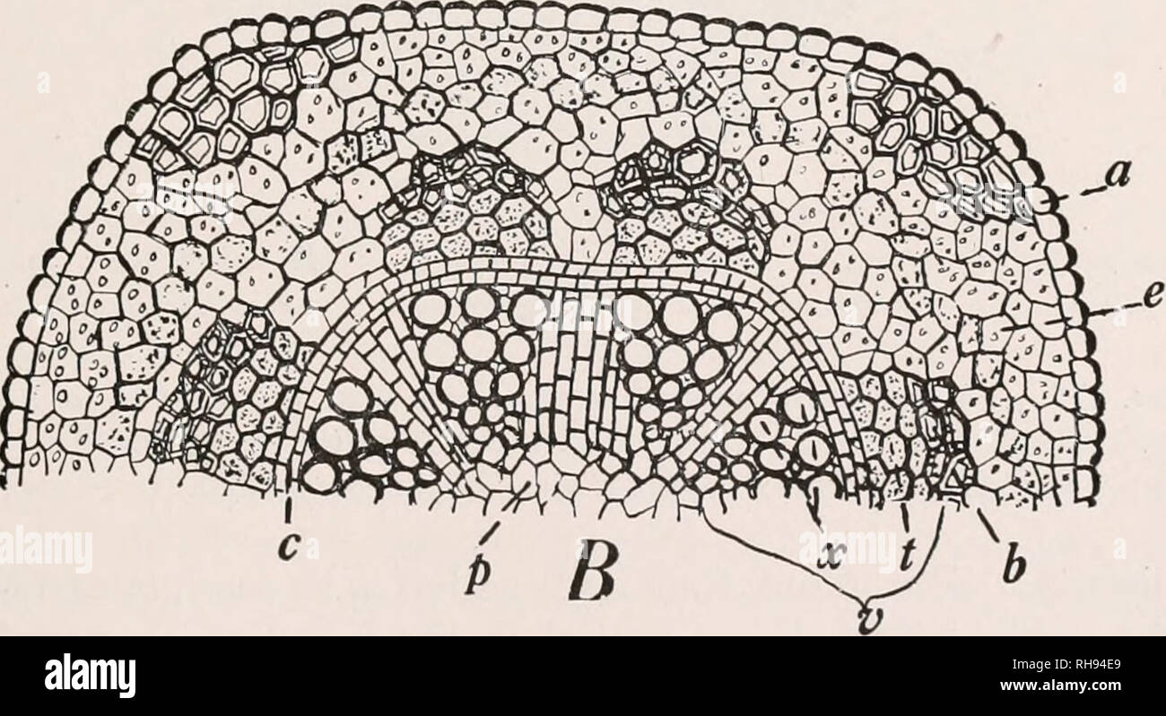 . Botanica agricola per gli studenti. Piante. * I h a f, ^ V s a. Fig. 172. - Schemi altamente sezioni ingrandite di un gambo di erba medica. Un, sia in sezione trasversale nel senso della lunghezza e le visualizzazioni dei tessuti in prossimità della punta dello stelo, a, epidermide; io, colhnichyina; e, chlorcnchyma della corteccia; s, amido guaina; io, pericycle; 6, fibre tessili liberiane; /, porzione conduttiva del floema contenente i tubi del crivello inferiore e compagno di cellule; c, cambio; x, xilema; e p, il pith; V, fascio vascolare. B, la sezione più lontana dalla punta, mostrando cambio anello e la chiusura di insieme dei fasci. Scritte come sopra.. Si prega di notare tha Foto Stock