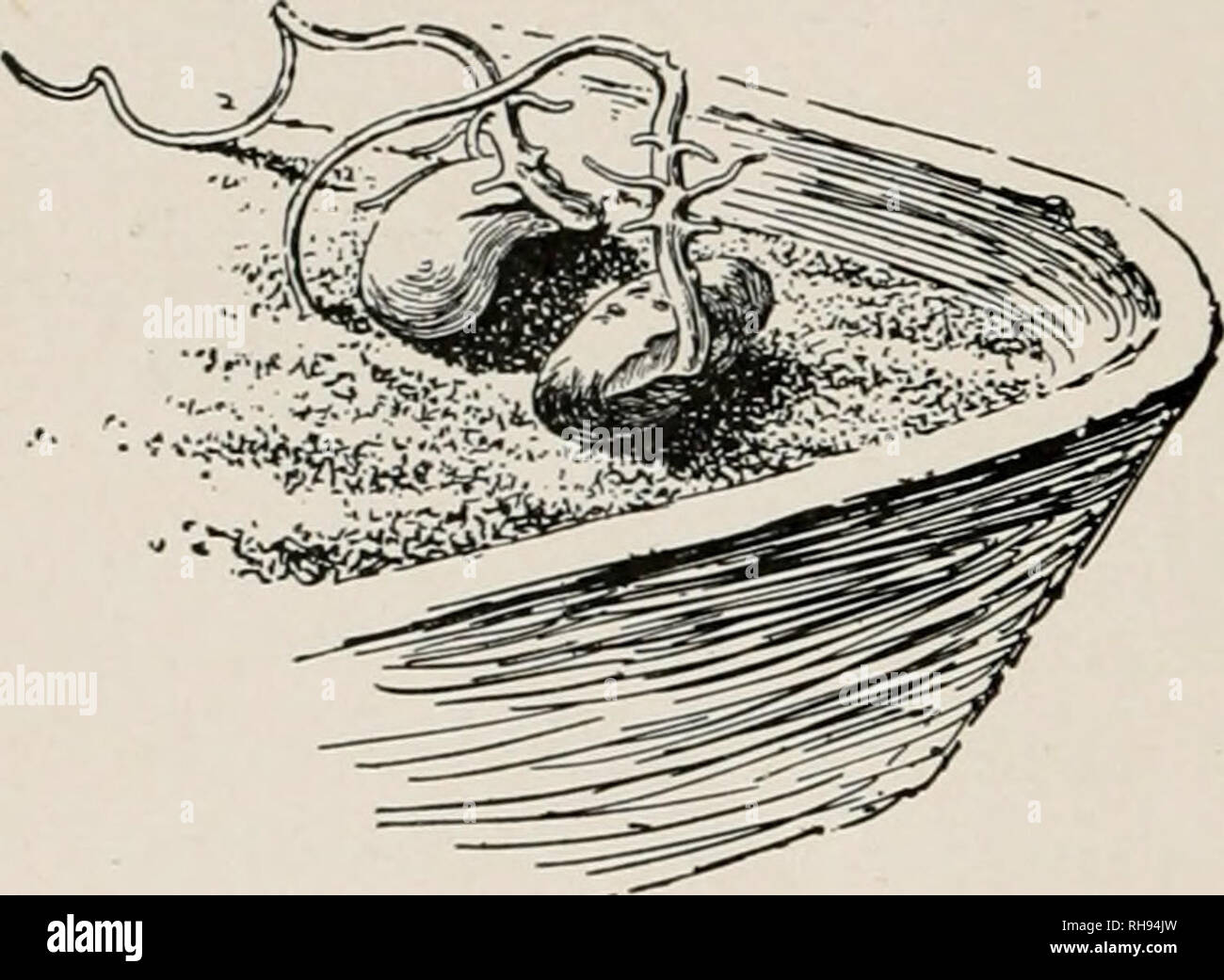 . La botanica, un testo elementare per le scuole. La botanica. 166 GEKMINATION. altri a rimanere vuoto. In un giorno o due inserire una scheggia di illuminati o la conicità in ognuno di essi. Nel vaso vuoto la conicità burns: contiene ossigeno. Nel seme vaso la conicità si spegne: l'aria è stato sostituito da carbonio dioxid. Di solito vi è un percepti- ble aumento di temperatura in una massa di semi che germinano. 311. Il caulicle solitamente si allunga e dal suo inferiore 284. Il youug radici non sono in grado di guadagnare fine radici sono emessi. Il piede. allungandosi caulicle è noto come l'ipocotile ("al di sotto dei cotiledoni"). Che è, t Foto Stock