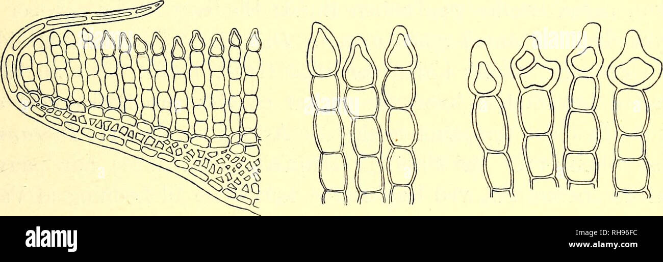 . Botanisk tidsskrift. La botanica; piante; piante. - 315 - datore Tuerne deres bekendte graalige tono. Bladenes Stilling ho tørt Vejr formindsker sikkert Transpirationen: Papillerne og de per- tykkede Cellevaegge tjener til a tilbageholde Vand asa laenge muligt som. Ogsaa Polytrichum piliferum og P. juniperinum har kserofilt byggede Lama, der bevaeger sig lodret i Forhold til Aksen alt efter den i Øjeblikket raadende Fugtighedsgrad. Saerlig udpraeget er den af disse Arter, der er langt den almindeligste, P. piliferum, og hos hvilken Bladene sotto disse Perioder sammenholdes ved de Lange Haarspidser. Ce Foto Stock