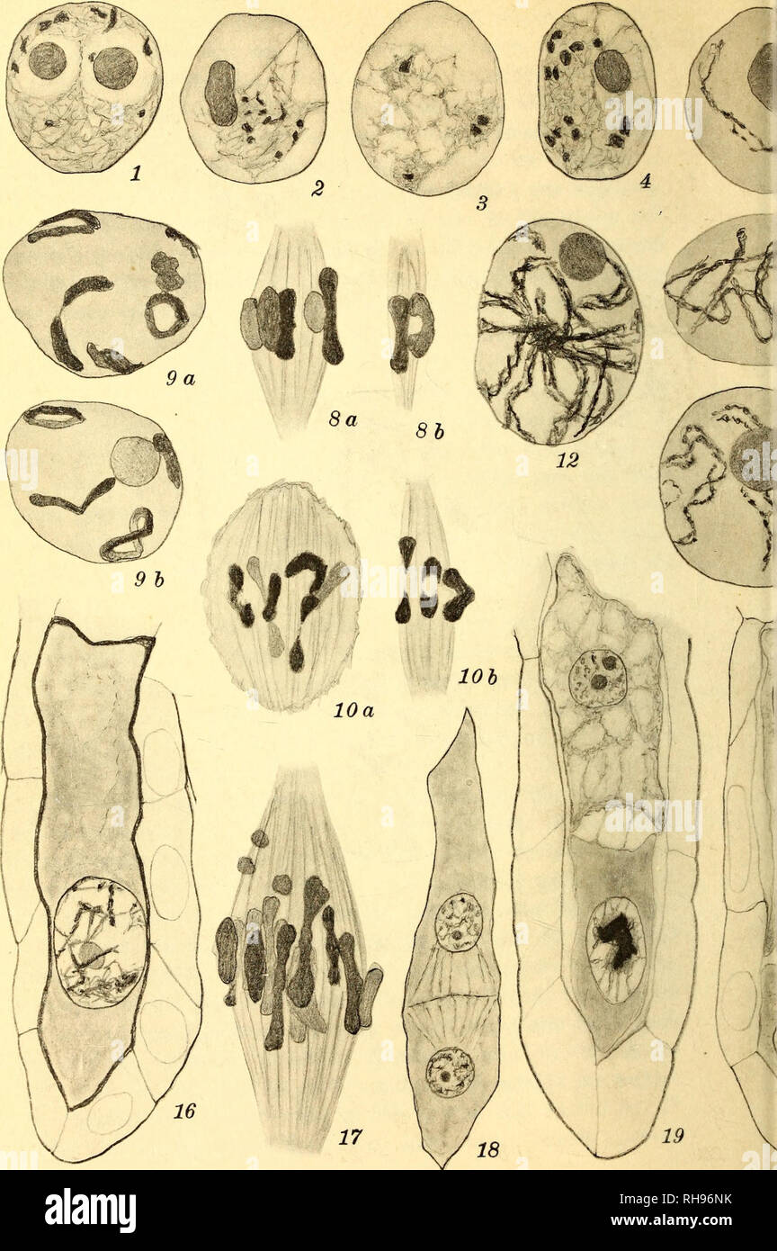 . Botanisk tidsskrift. La botanica; piante; piante. Botanisk Tidsskrift Bind 28.. O. Rosenberg del.. Si prega di notare che queste immagini vengono estratte dalla pagina sottoposta a scansione di immagini che possono essere state migliorate digitalmente per la leggibilità - Colorazione e aspetto di queste illustrazioni potrebbero non perfettamente assomigliano al lavoro originale. Botaniske forening i København. København : H. Hagerups Forlag Foto Stock