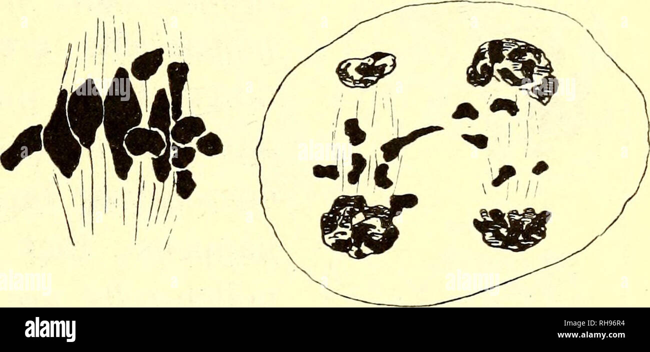 . Botanisk tidsskrift. La botanica; piante; piante. ward tipico synapsis stadio in cui la cromatina filettature sono spesso visto per essere disposti parallelamente gli uni agli altri e più tardi il fusibile e diventare uno o più fili di spessore. Il mandrino heterotypic figura in qualche modo devia dal suo corrispondente in H. padiglione auricolare, come i cromosomi sono significativamente ricca di numeri. Essi sono differenti per forma e disposizione, ma potrebbe in ogni caso essere classificata in bivalente e cromosomi monovalente, molto a ricordare uno dei Dr oser a-hyhrid, precedentemente descritto da me (Rosenberg 22). Figg. 15 e IV A mostrare più chiaramente Foto Stock