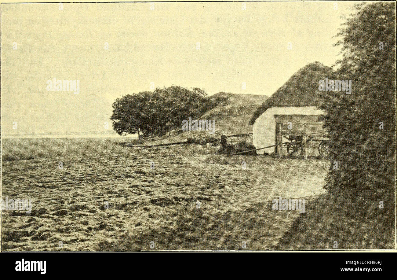 . Botanisk tidsskrift. La botanica; piante; piante. - 107 - og bortslikket de omgivende Sandmasser. JordbundsbeskafTenheden er som kaernens centrale: sabbia stenet oltre lagdelt Diluvialsand. Det sydlige Affald er et Grammet um, naesten udelukkende dannet af Avena pratensis og Festuca ovina. En Del C ar ex arenaria optraeder ogsaa. Af Buske findes Hunderose {Rosa sp.) og Slaaen (Prunus spinosa, den sidste ho størst Antal; oltre en Del af Skraenten, mod 0.; danner den et sammenhaengende Krat af naeppe meterhøje Individer. Paa Sydskraenten noteredes iøvrigt: Achillea millefolium, Artemisia campestris, Calluna vu Foto Stock