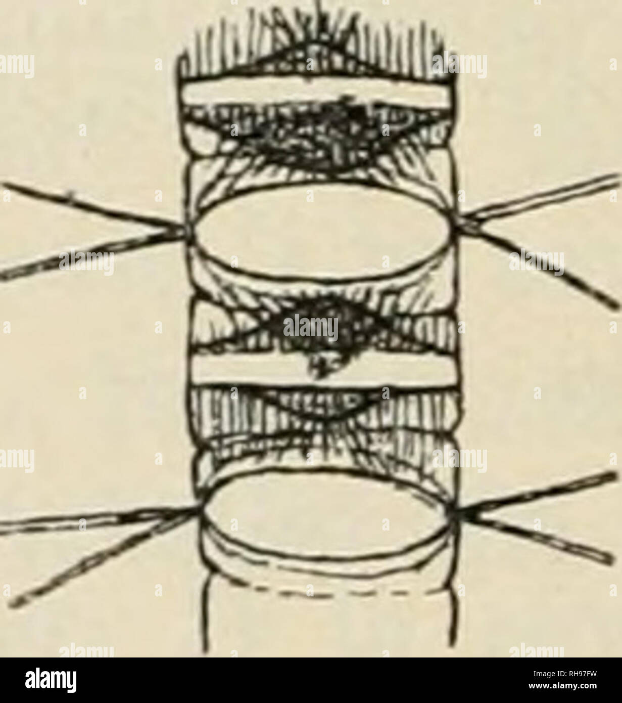 . Botanisk tidsskrift. Piante; piante -- la Danimarca. Fig. È. Chaetoceras Vanheurckii Gran. Catena in vista frontale, la cella in vista laterale (il^). Fig. 19. Chaetoceras van- heurckii Gran. Gliain â con endospore in vista frontale (111). piuttosto bene con la descrizione da Gran; le catene sono diritte, fora- mina lanceolate a stretto-ellittica, hoop circa una terza parte della cella con suture ristretta; chromatophore uno; awns diritta, visto dalla valvola divergenti tra loro in corrispondenza di un angolo retto; spore a circa metà delle cellule, valvola primaria arcuata con numerosi aculei, valvola secondario humped con più spina dorsale Foto Stock
