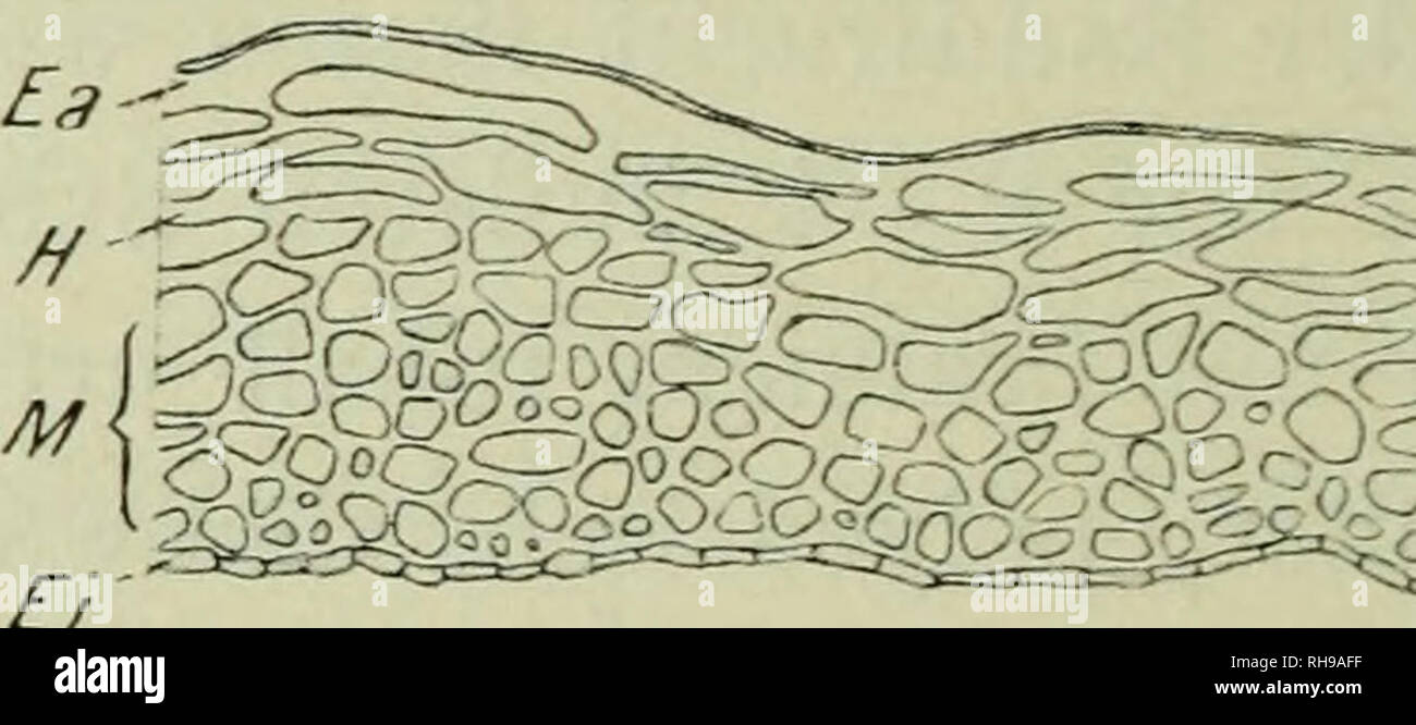 . Botanische Jahrbu?cher fu?r Systematik, Pflanzengeschichte und Pflanzengeographie. La botanica; Plantengeografie; Paleobotanie; Taxonomie; Pflanzen. M Ei"' f. Fig. 2. Dimorpkotheca pluvialis. Querschnitte durch die Fruchtschale der unreifen, glatten (A) und der reifen, runzeligen (C) Randfrucht und der unreifen (B) und reifen [D) Scheibenfrucht. Vergr. 180. geschieht, als Unterscheidungsmerk- da es unter beiden Fruchtformen dunkle und helle gibt. Die Früchte kann nicht, wie es bei Becker mal dienen, Färbung beruht auf dem braunen Inhalt der Epidermiszellen. 4. Zinnia pauciflora. Beschreibu Foto Stock