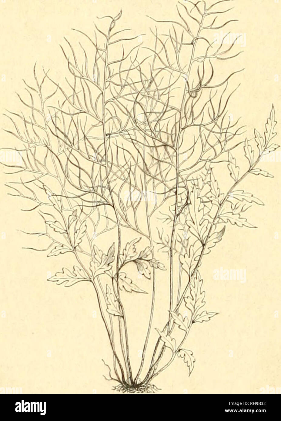 . Botanique cryptogamique, ou Histoire des familles naturelles des plantes infrieures. 206 CRYPTOGAMES. IVe Tribu. i'ARKERIEES. Plantes aquatiques, non arborescentes. Non Sporanges rÃ©unis en piaghe et divisÃ©s en deux parti Ã©gali par onu verticale conneclicule plus ou moins Ã©tendu. Les deux genres qui composent celte petite tribu sont extrÃªmement diffÃ©affitti de tous les autres par leur porta, leur mode de vÃ©gÃ©tazione et leurs organes de la riproduzione. Ce sont en effet des plantes qui vivent dans les marais ou les fossÃ©s remplis d'eau; leurs feuilles infÃ©rieures sont souvent profondÃ©ment d Foto Stock
