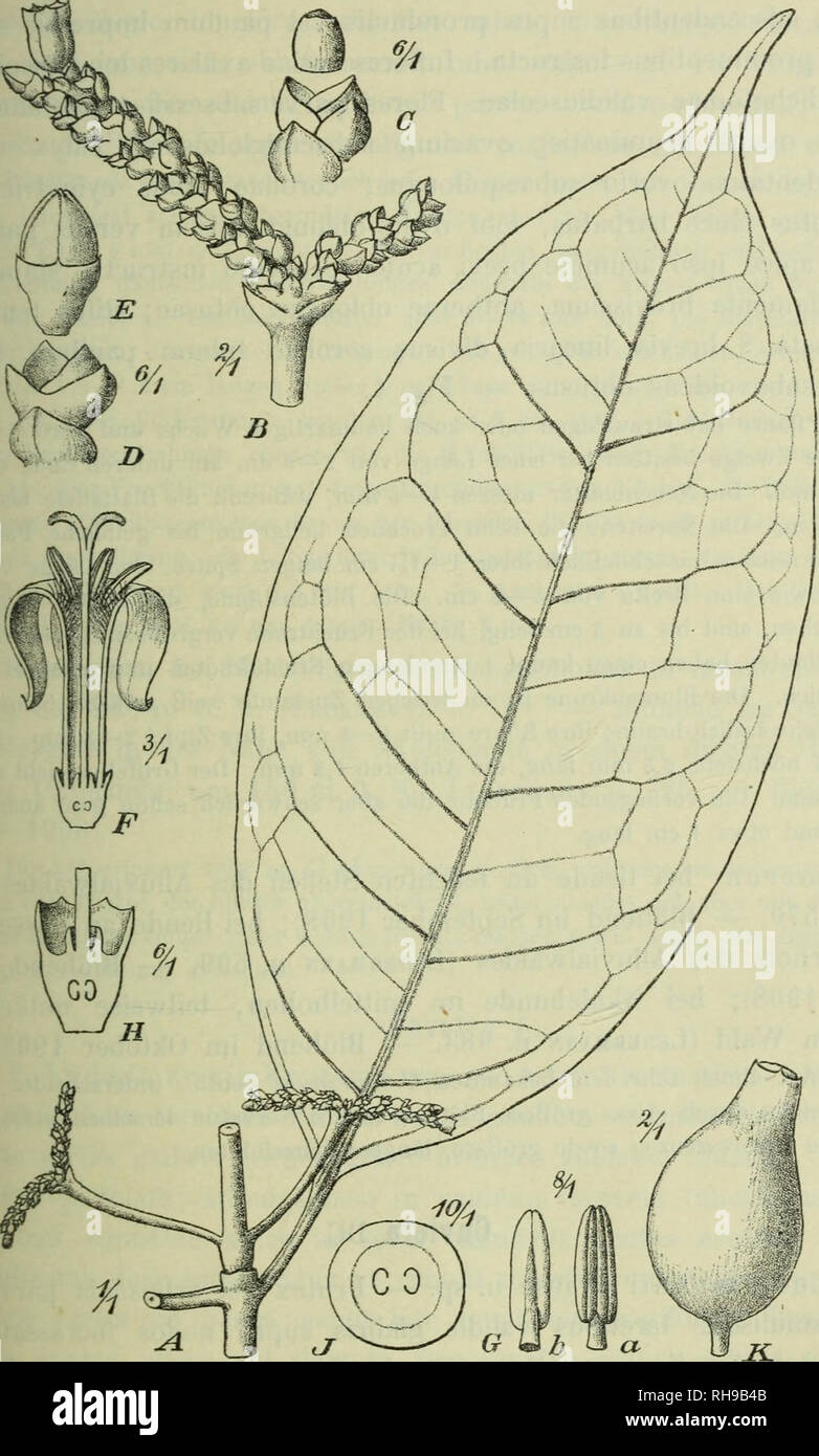 . Botanische Jahrbu?cher fu?r Systematik, Pflanzengeschichte und Pflanzengeographie. La botanica; Plantengeografie; Paleobotanie; Taxonomie; Pflanzen. K. Krause, Rubiaceae africanae. III. (Vii) 417 Craterispermum Benth. C. Ledermannii Krause n. sp. - Frutex erectus vel arbuscula ramis inulisque teretibus validis modice glaberrimis cortice pallide brunneo vel Linneo-viridi laevi vel ramulis adultis leviter longitudinaliter slriato ob-. Fij^ Craterispermum Ledermannii Krause. - Un Habitus. B Blütenstand. C Knospe mi,Brakteen. D Brakteen. E Knospe. F Blüte im Längsschnitt. G Staubblätter, n vorn, h vo Foto Stock