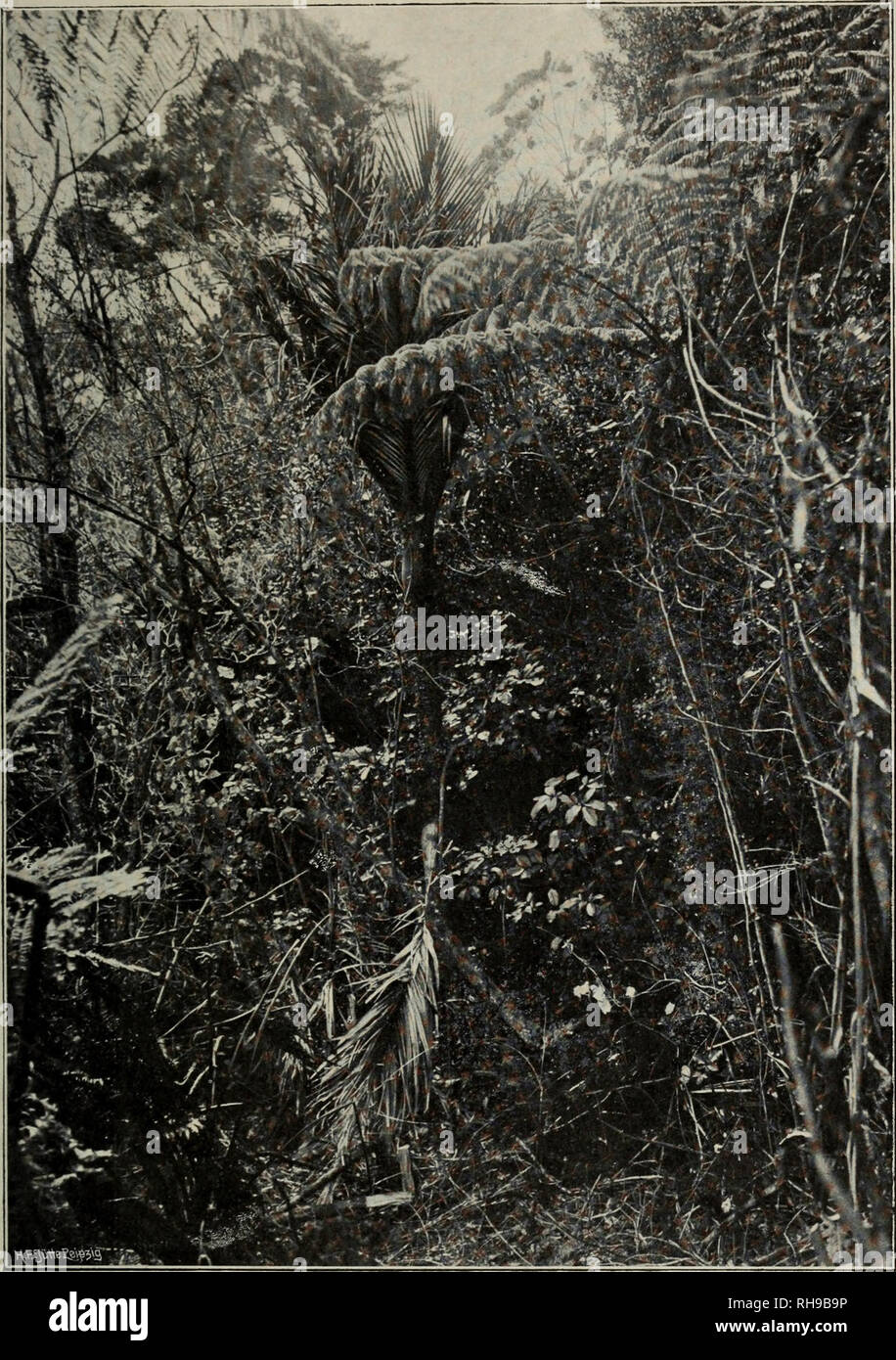 . Botanische Jahrbu?cher fu?r Systematik, Pflanzengeschichte und Pflanzengeographie. La botanica; Plantengeografie; Paleobotanie; Taxonomie; Pflanzen. Engler, Bot Jahrb. XXXIV. Bd. Beibl. 79. Ta f. I.. Neu-Seeland, Nord-Insel. Abfall des Te Aroha Mountain, bei etwa 600 m, Am Rande des Waldes: In der Mitte die Palme Kentia sapida (Sol) Drude, rechts davon Hemitelia Smithii gancio, f., als Unterholz Nothopanax ai^boreits (Forst.) sembrano. (Araliac.) Die Aufnahmen der Tafeln I-III wurden von Dr. E. Pritzel gemacht, welcher Neu-Seeland im Februar und März 1902 gemeinsam mit dem Vortragenden bereiste. Verla Foto Stock