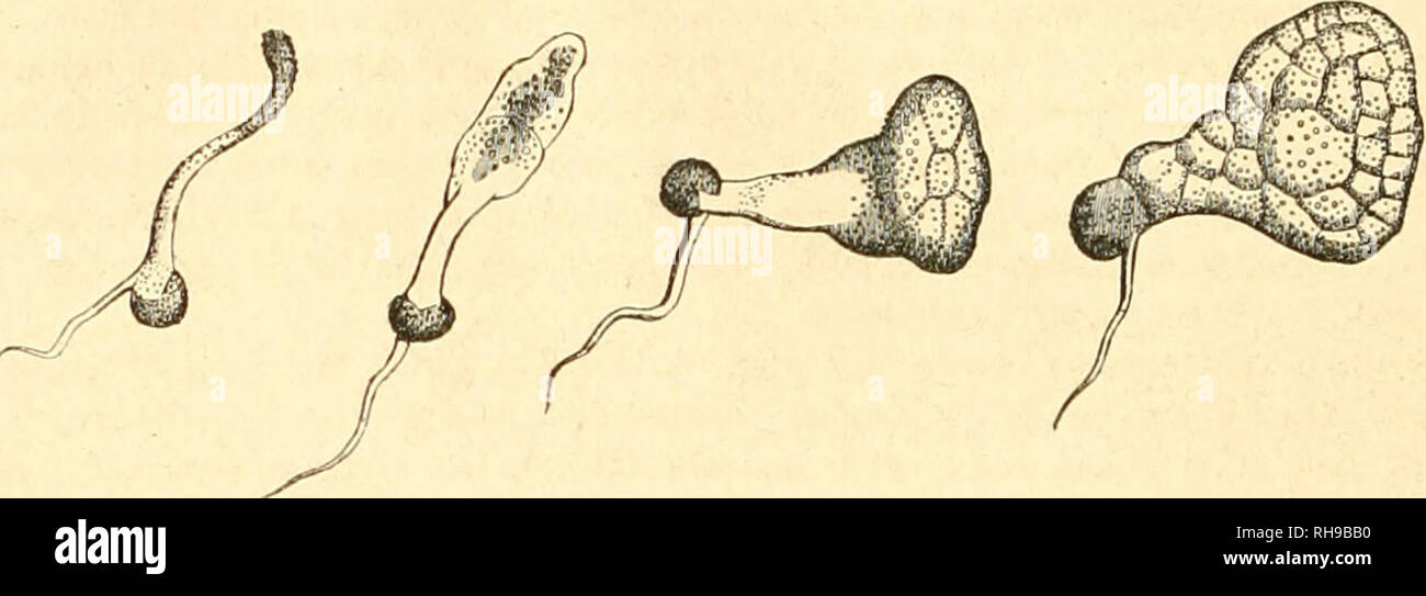 . Botanique cryptogamique, ou Histoire des familles naturelles des plantes infrieures. 194 CRYPTOGAMES. velopperaent plus considÃ©rable que prennent les utricules qui doivent le constituer ; dans la masse interne, toutes les utricules, sans eccezione, se remplissent d'une masse granuleuse qui se partage en quatre parti : chacune de ces parti s'entoure d'une membrana et devient une spora ; les utricules qui les renfermaient se dÃ©truisent et il en rÃ©sulte une cavitÃ© limitÃ©e par la courbe externe et pleine de spore. Tant que les spore sont contenues dans l'utricule mÃ¨re, Elles, n'ont q Foto Stock