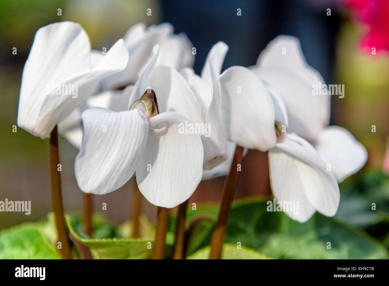 Close-up bella bianco ciclamino, Cyclamen persicum, persiano Ciclamino fiore Foto Stock